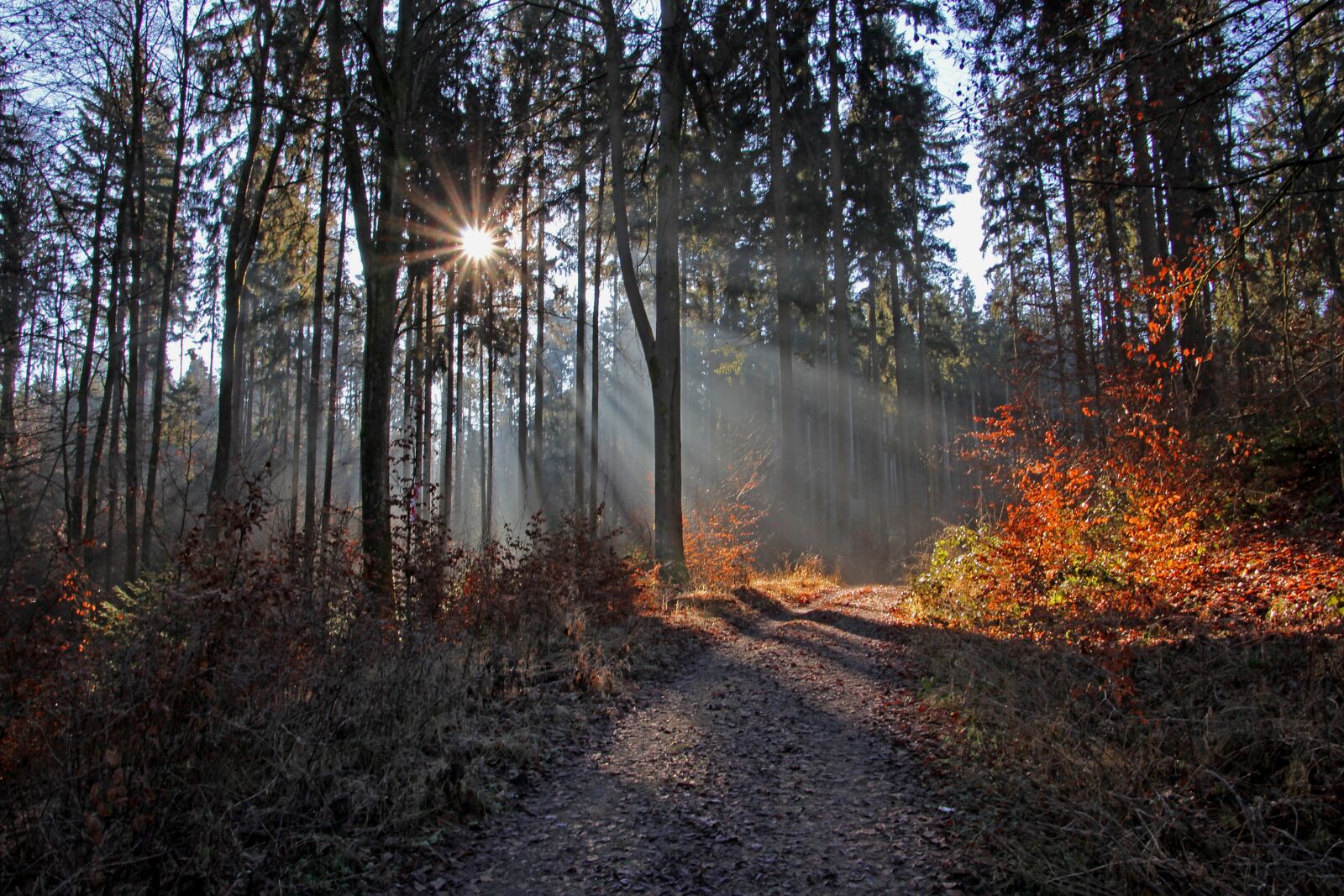 Canon EOS 60D sample photo. Sun, forest, mood photography