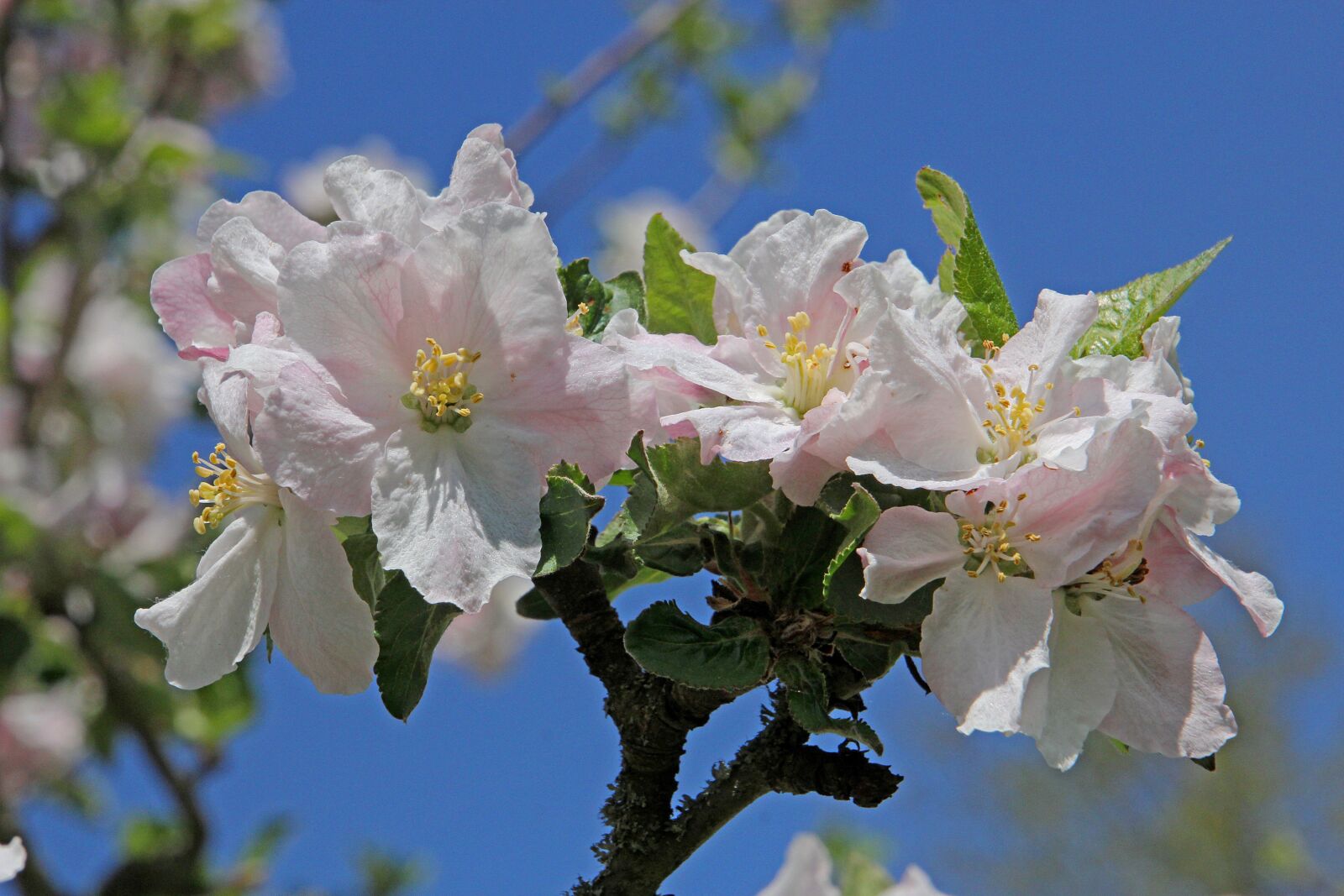 Canon EOS 60D sample photo. Blossom, bloom, apple blossom photography