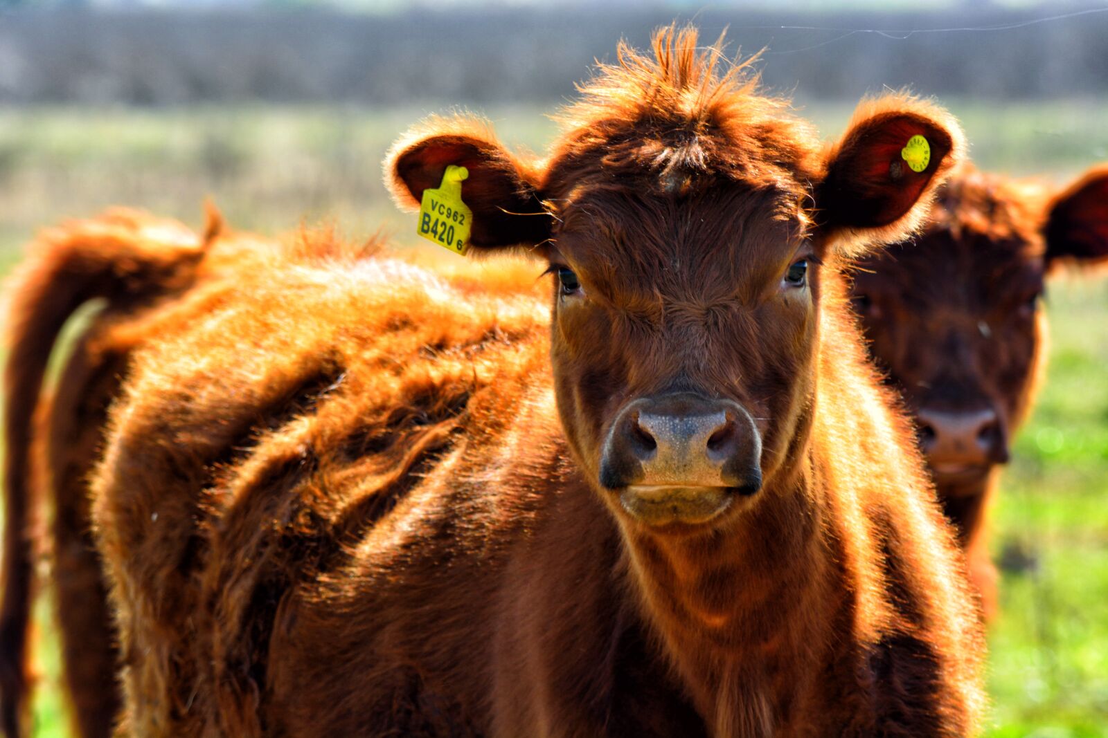 Nikon D5200 sample photo. Cow, field, animals photography