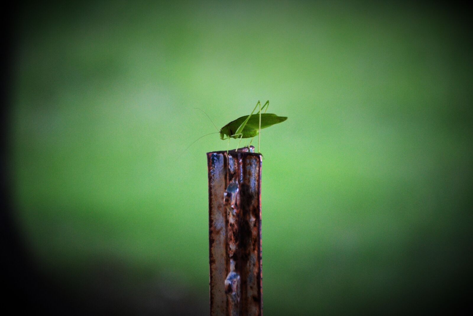 Nikon D3100 sample photo. Green, bug, insect photography