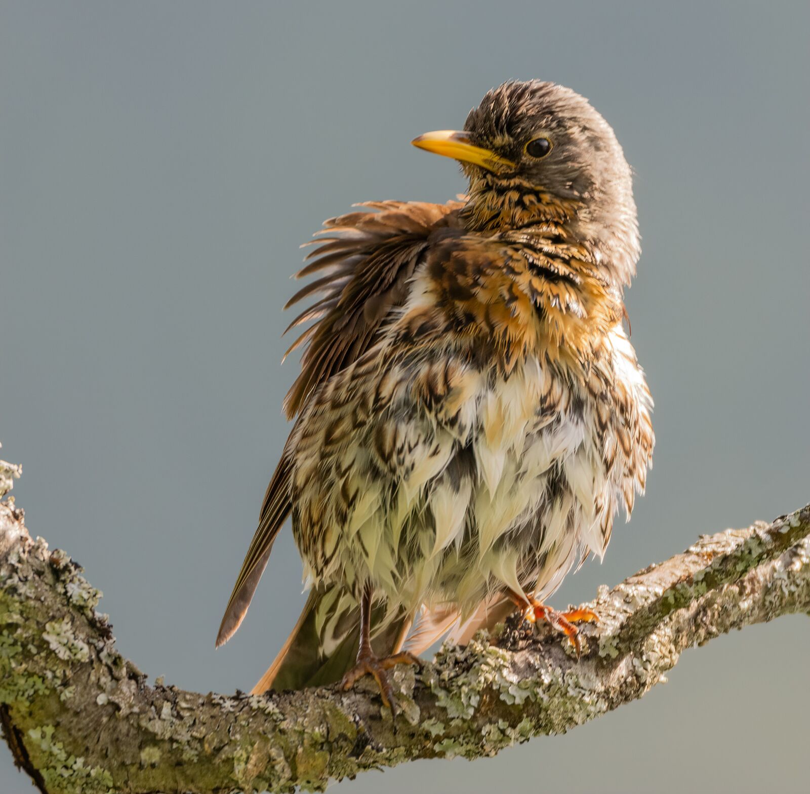 Nikon D7200 sample photo. Bird, animal, nature photography