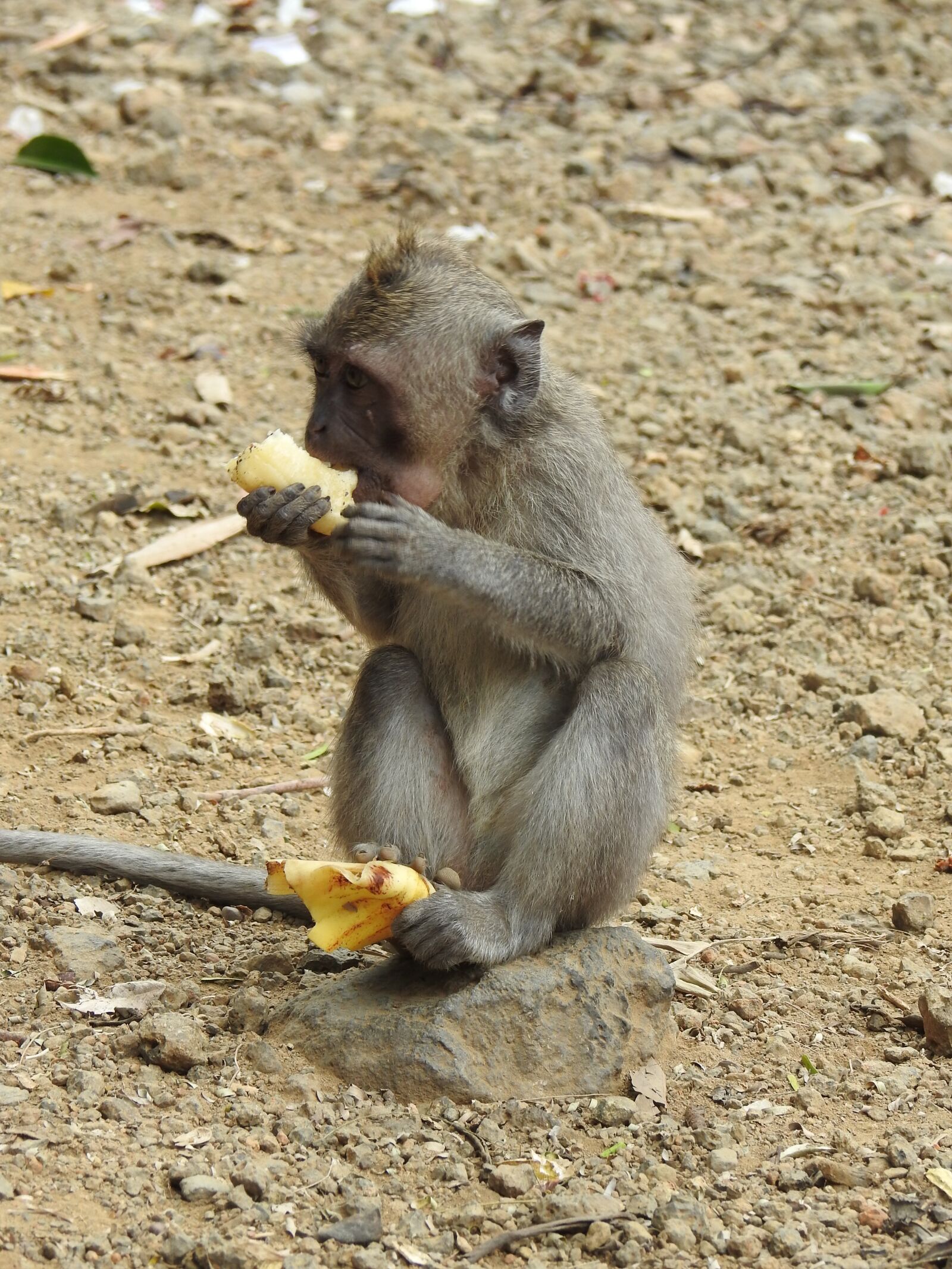 Nikon Coolpix P900 sample photo. Monkey, äffchen, animal world photography
