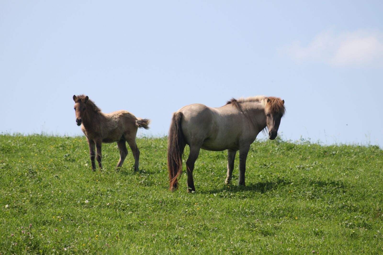Canon EOS 500D (EOS Rebel T1i / EOS Kiss X3) sample photo. Horse, animal, nature photography