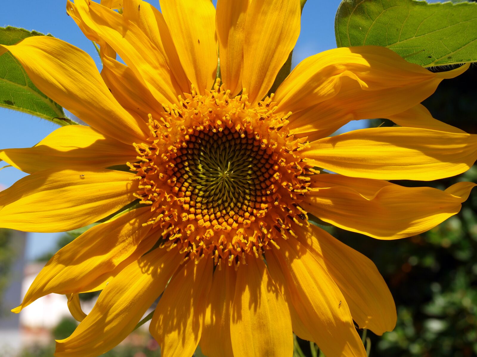 Olympus E-420 (EVOLT E-420) sample photo. Sunflower, wild flower, petals photography
