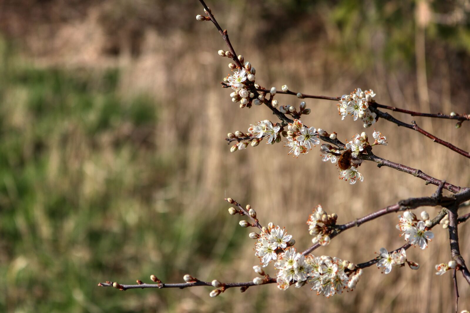Canon EOS 80D sample photo. Bloom, aesthetic, blossom photography