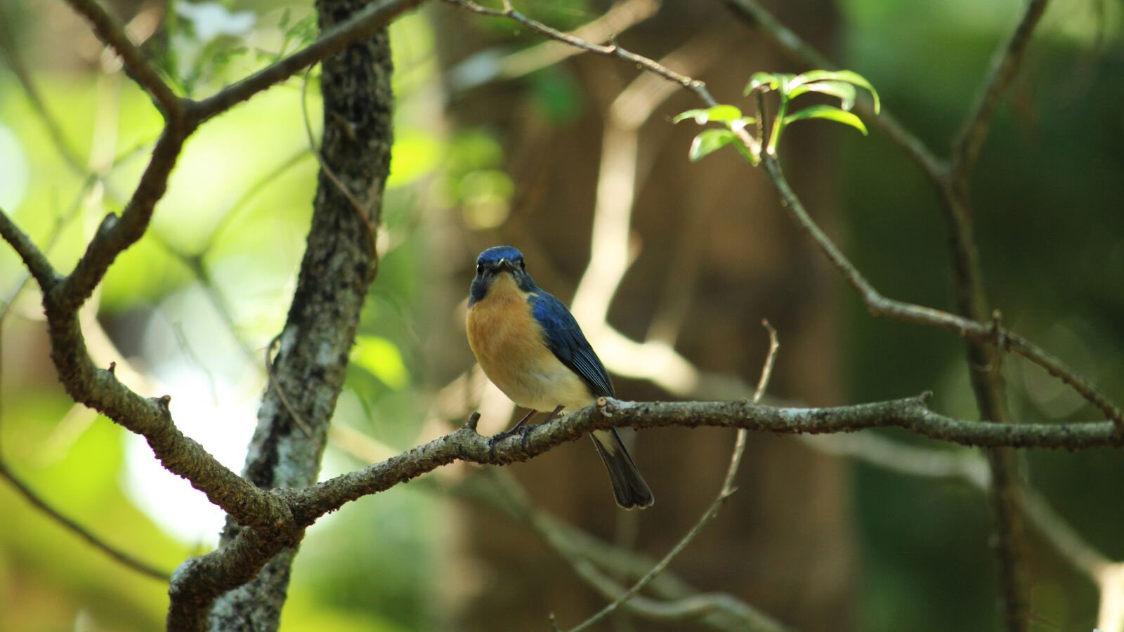 Canon EOS 1300D (EOS Rebel T6 / EOS Kiss X80) sample photo. Bird, wildlife, nature photography