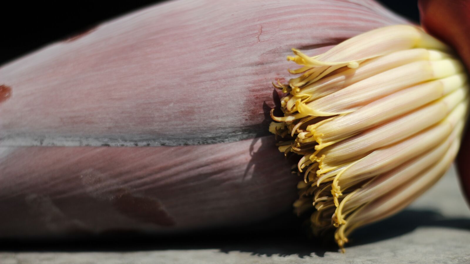 Canon EOS 600D (Rebel EOS T3i / EOS Kiss X5) + Canon EF 50mm F1.8 STM sample photo. Banana, flower, kopal photography