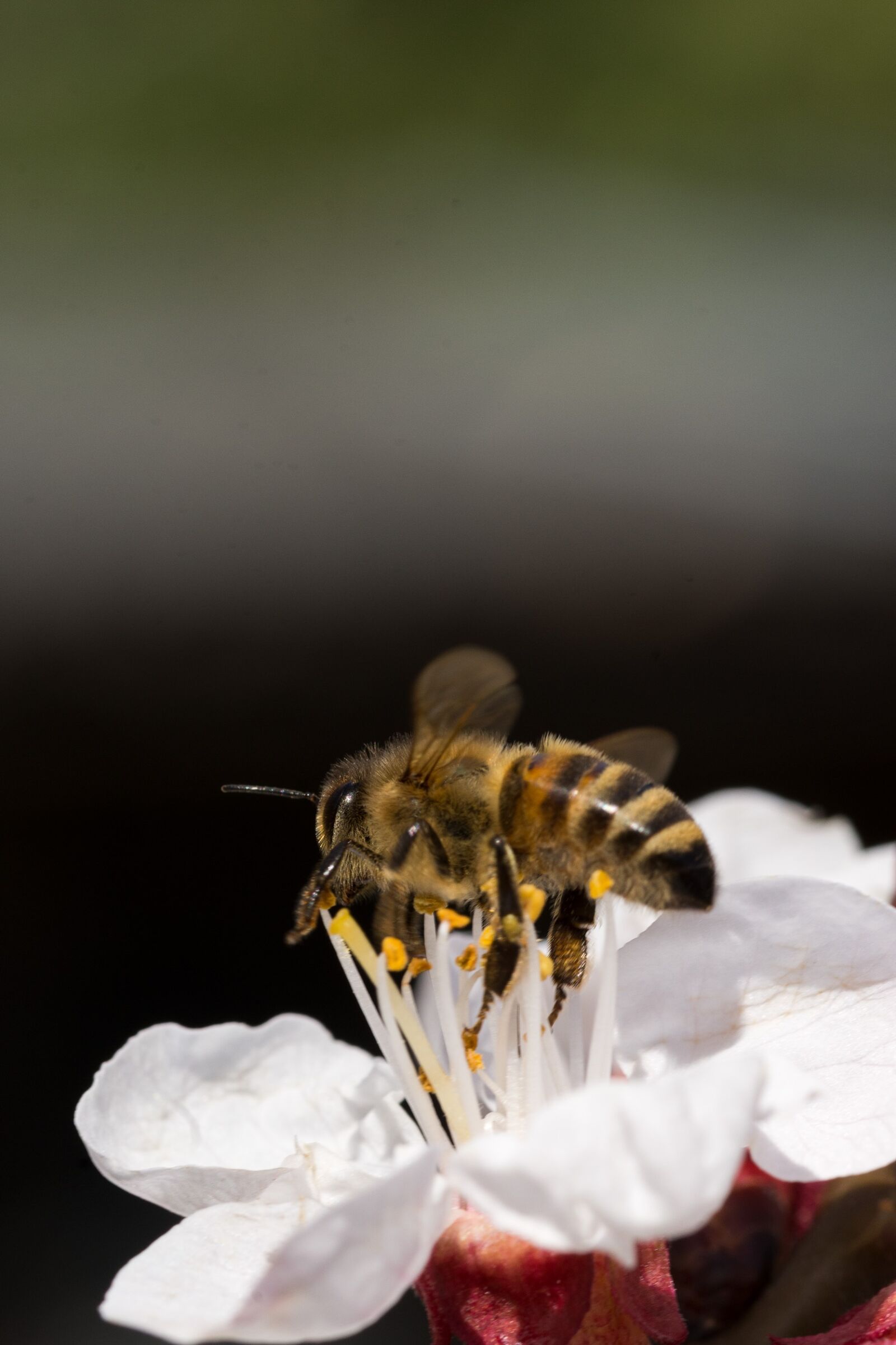 Nikon D7200 sample photo. Nature, flower, insect photography