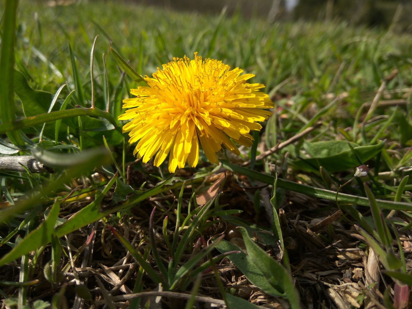Xiaomi Redmi Note3 sample photo. Dandelion, a yellow flower photography