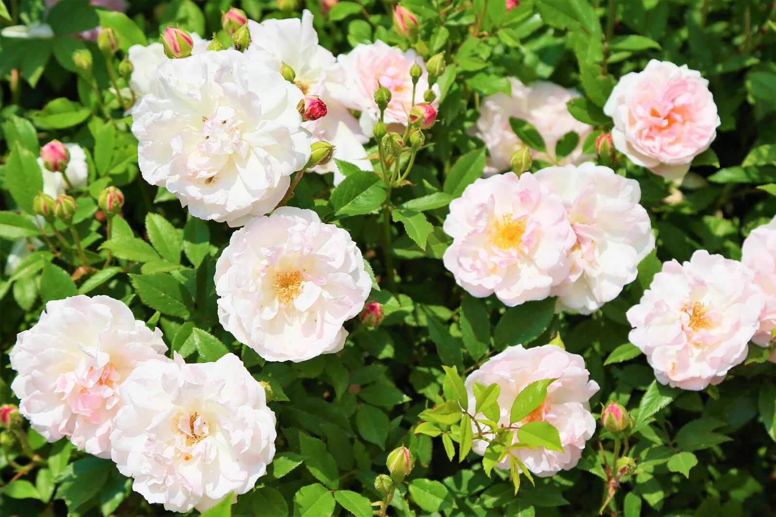 Canon EF 24-105mm F4L IS USM sample photo. Rose, spring, love photography