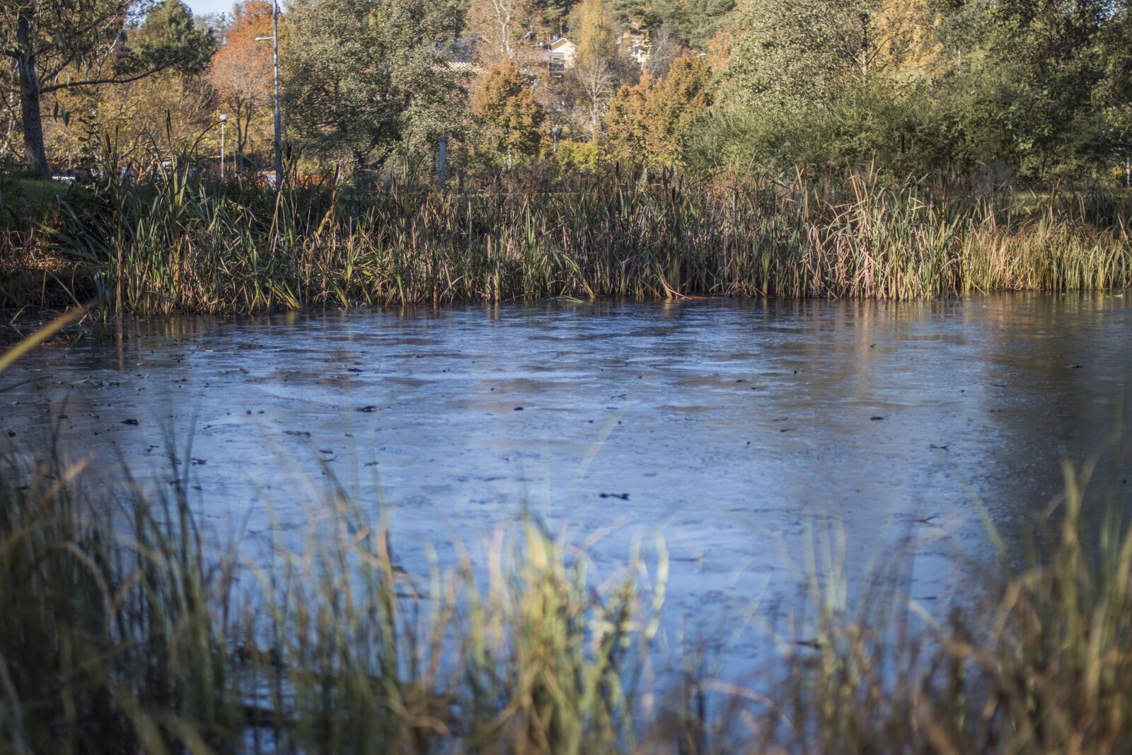 Canon EF 35mm F2 sample photo. Pond, autumn, park photography
