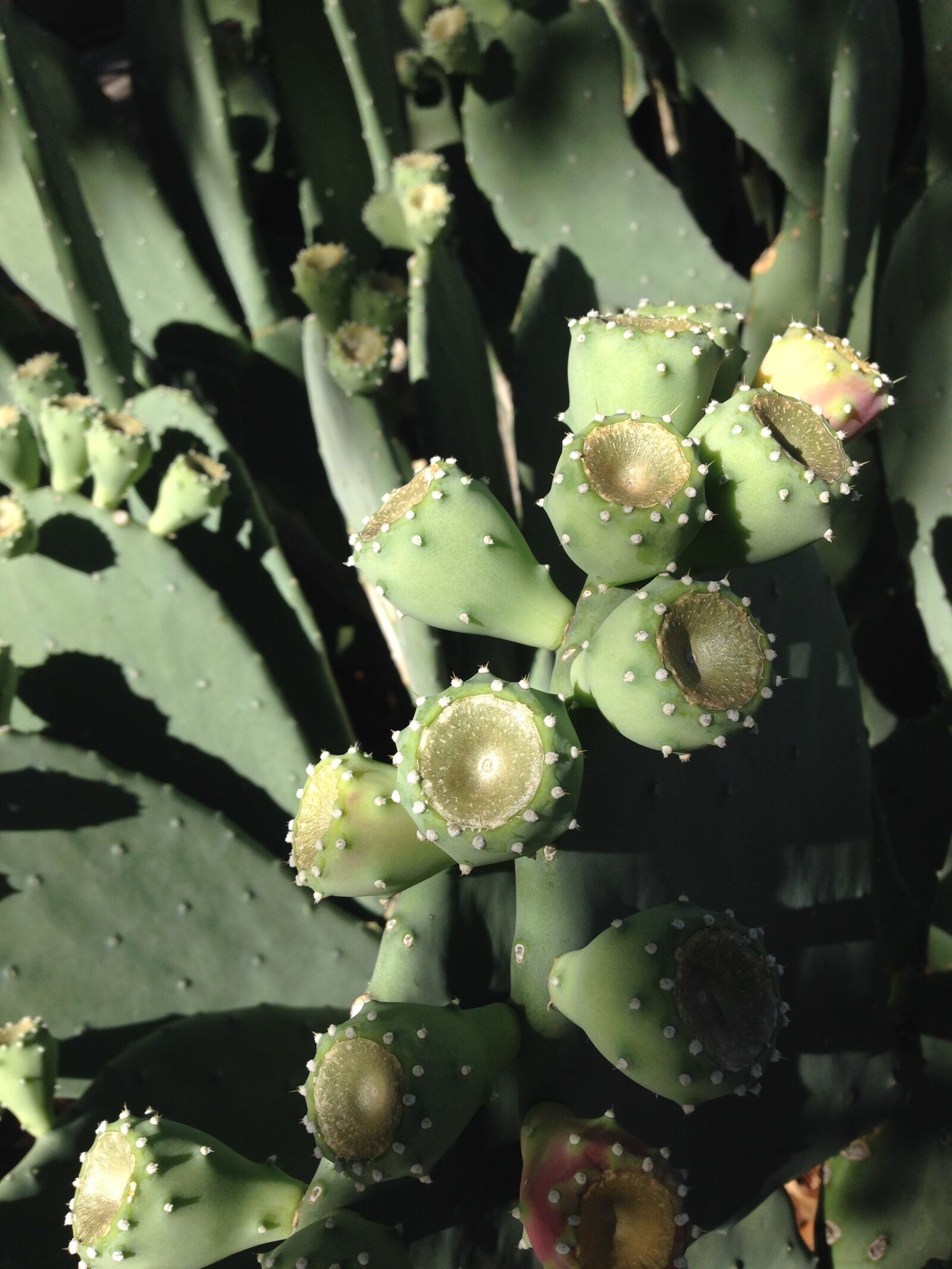 iPhone 5 back camera 4.12mm f/2.4 sample photo. Cactus, prickly pear, new photography
