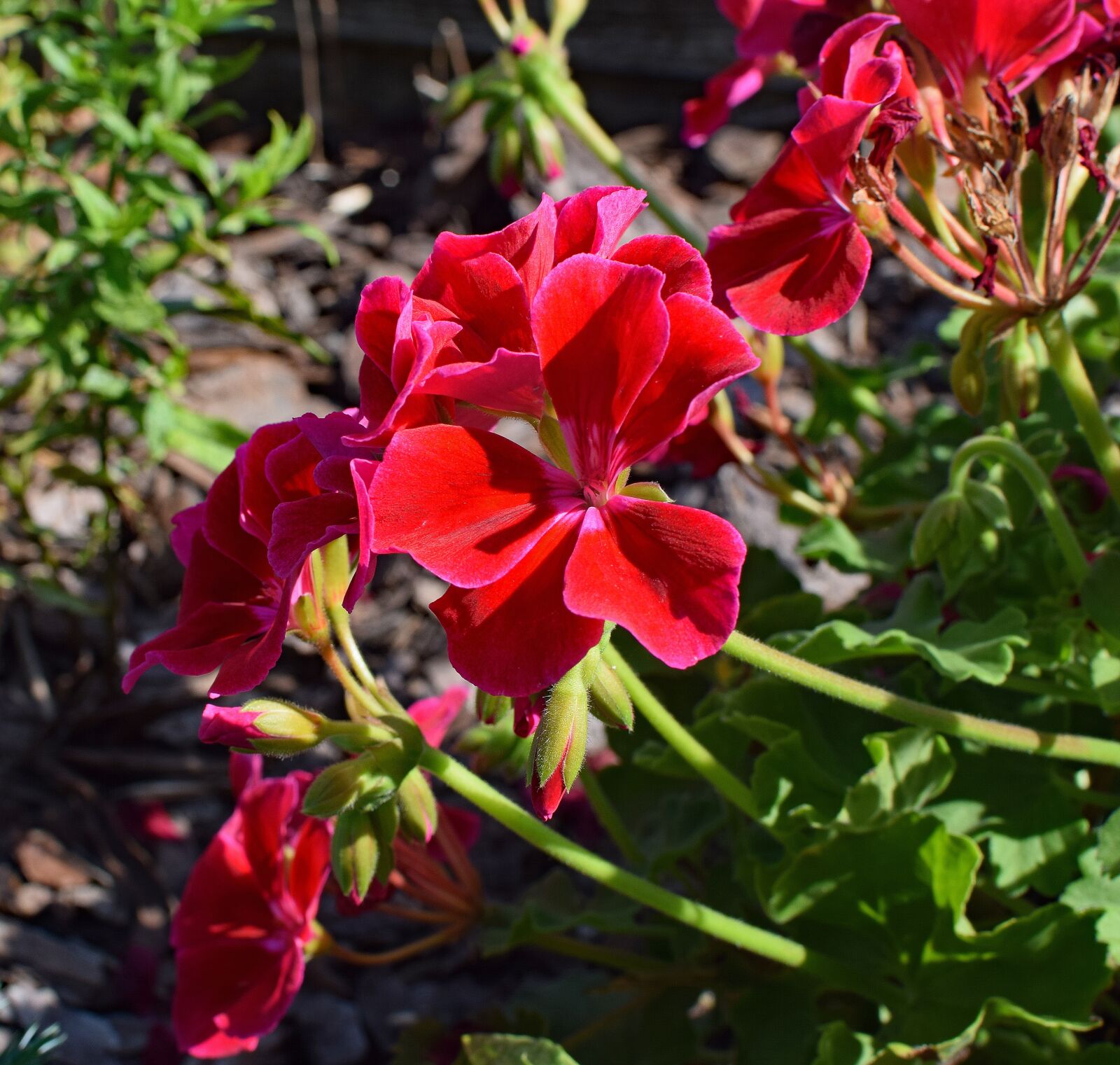 Nikon D3300 sample photo. Red geranium, geranium, flower photography