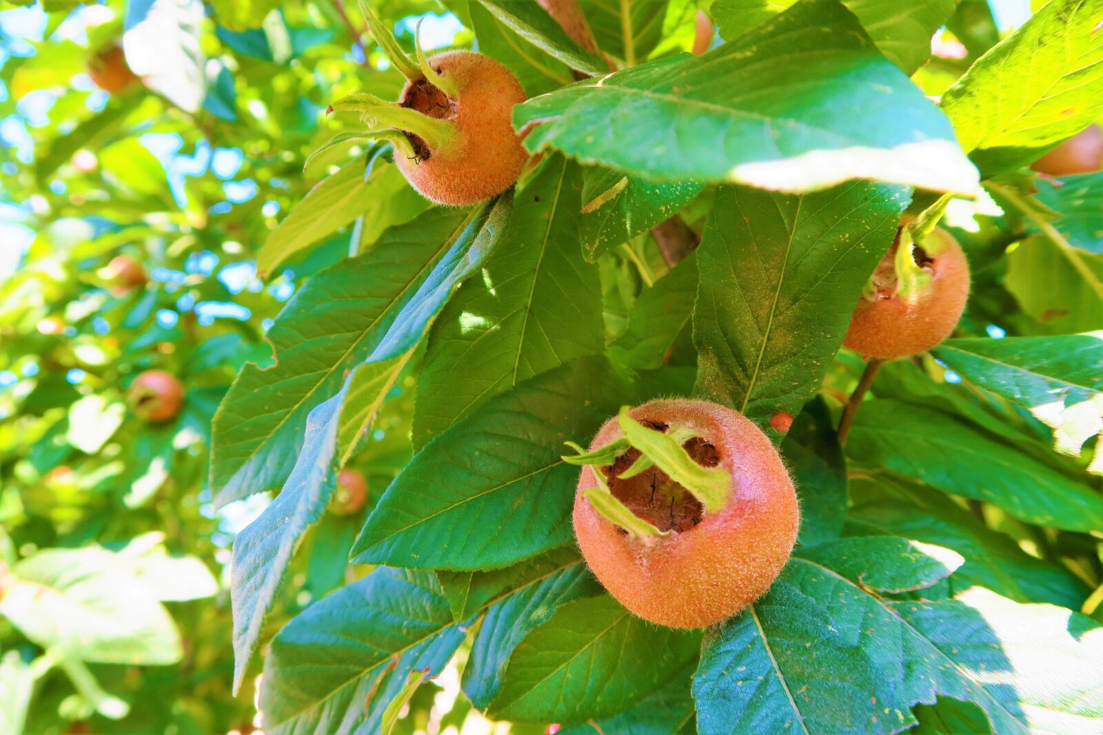 Canon PowerShot G7 X sample photo. Medlar, nature, plant photography