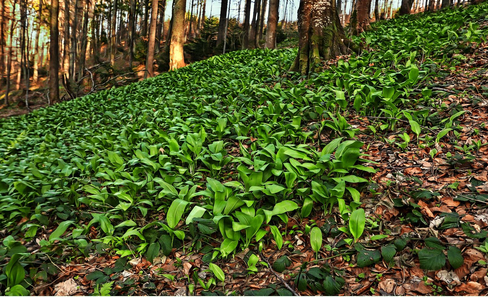 Panasonic Lumix DMC-LX100 sample photo. Ramsons, mountains, forest photography