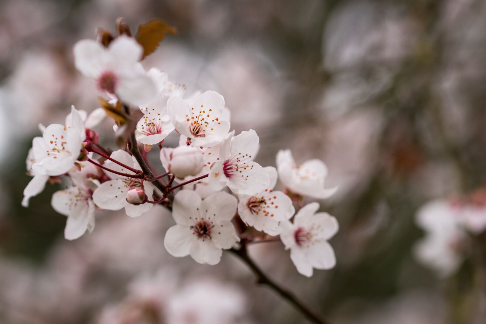 Canon EOS 80D sample photo. Spring, tree, blossom photography