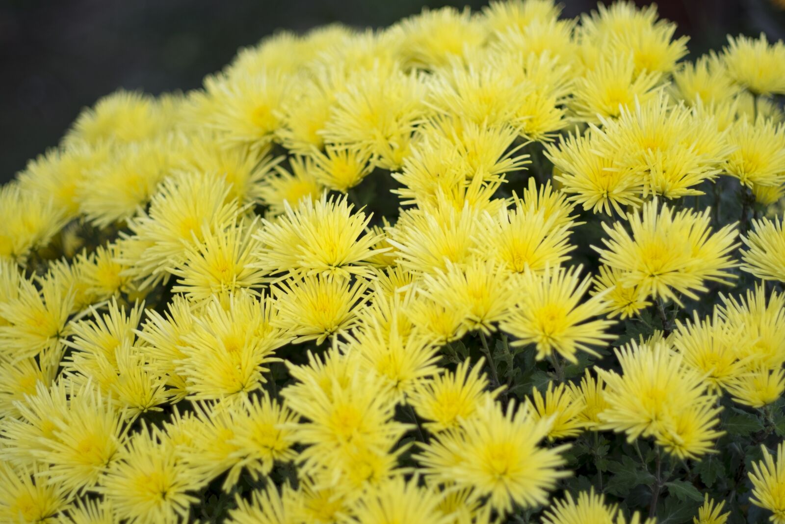 Fujifilm X-T10 sample photo. Flower, autumn, summer photography