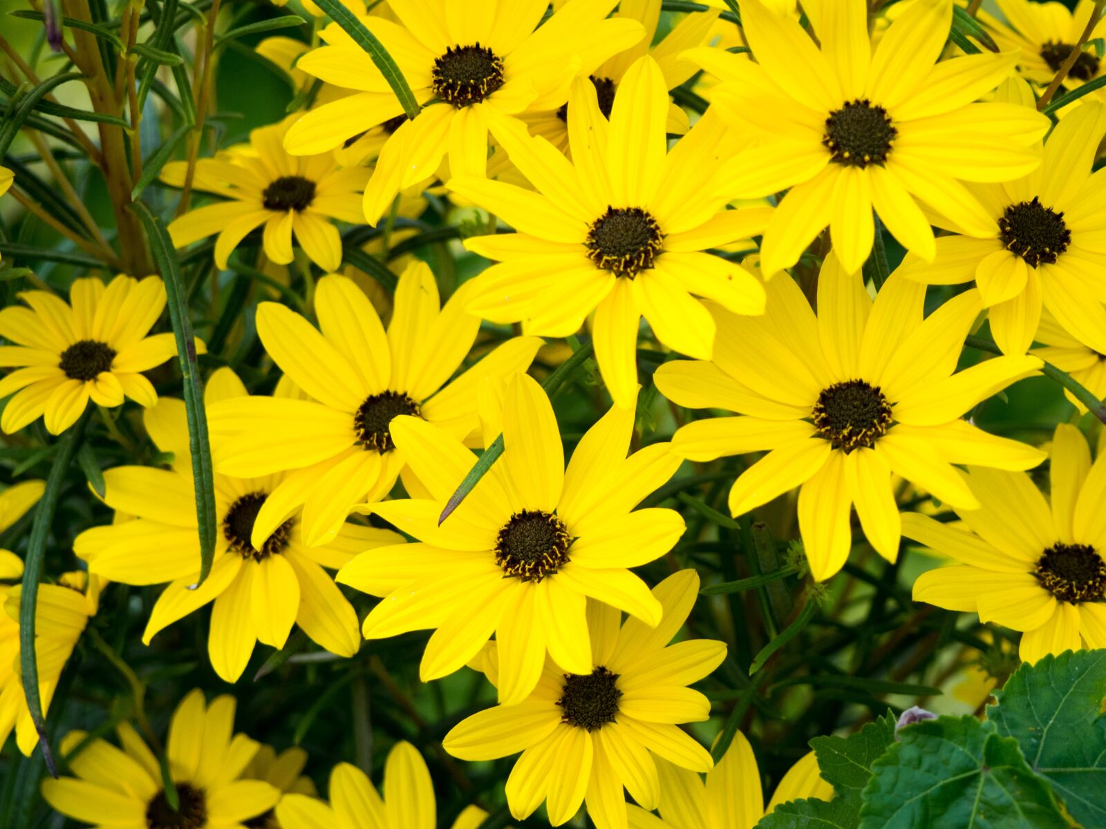 Olympus OM-D E-M10 sample photo. Yellow, petals, flowers photography