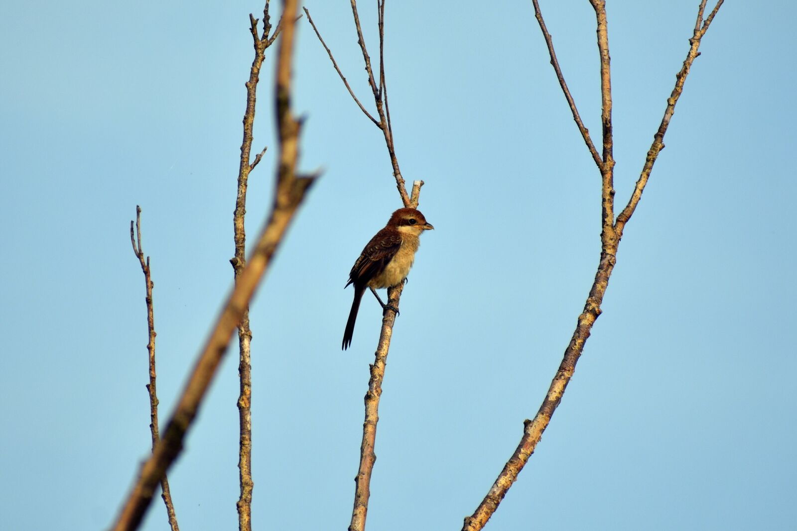 Nikon D7200 sample photo. Animal, sky, morning photography