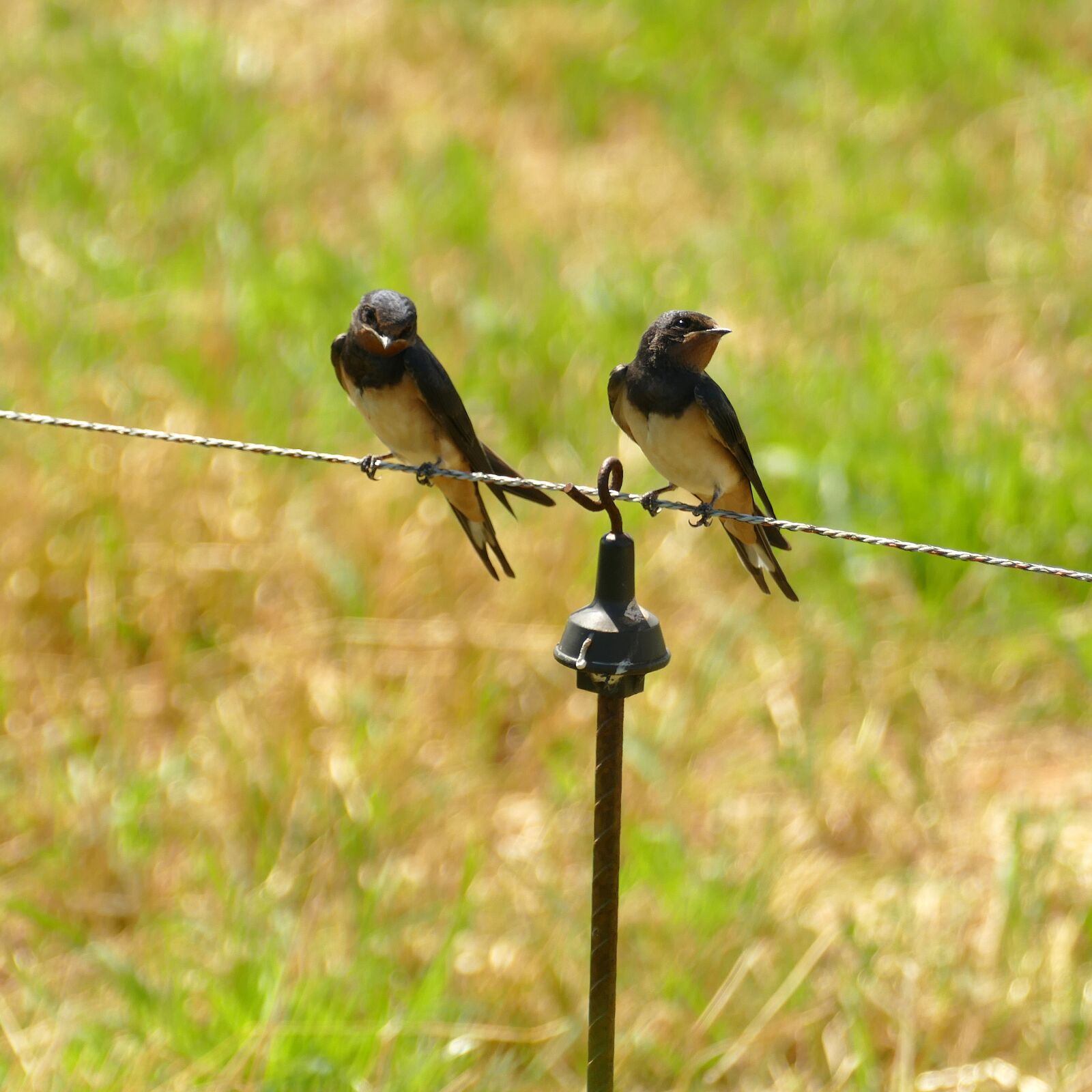 Panasonic Lumix DMC-FZ1000 sample photo. Swallow, bird, fauna photography