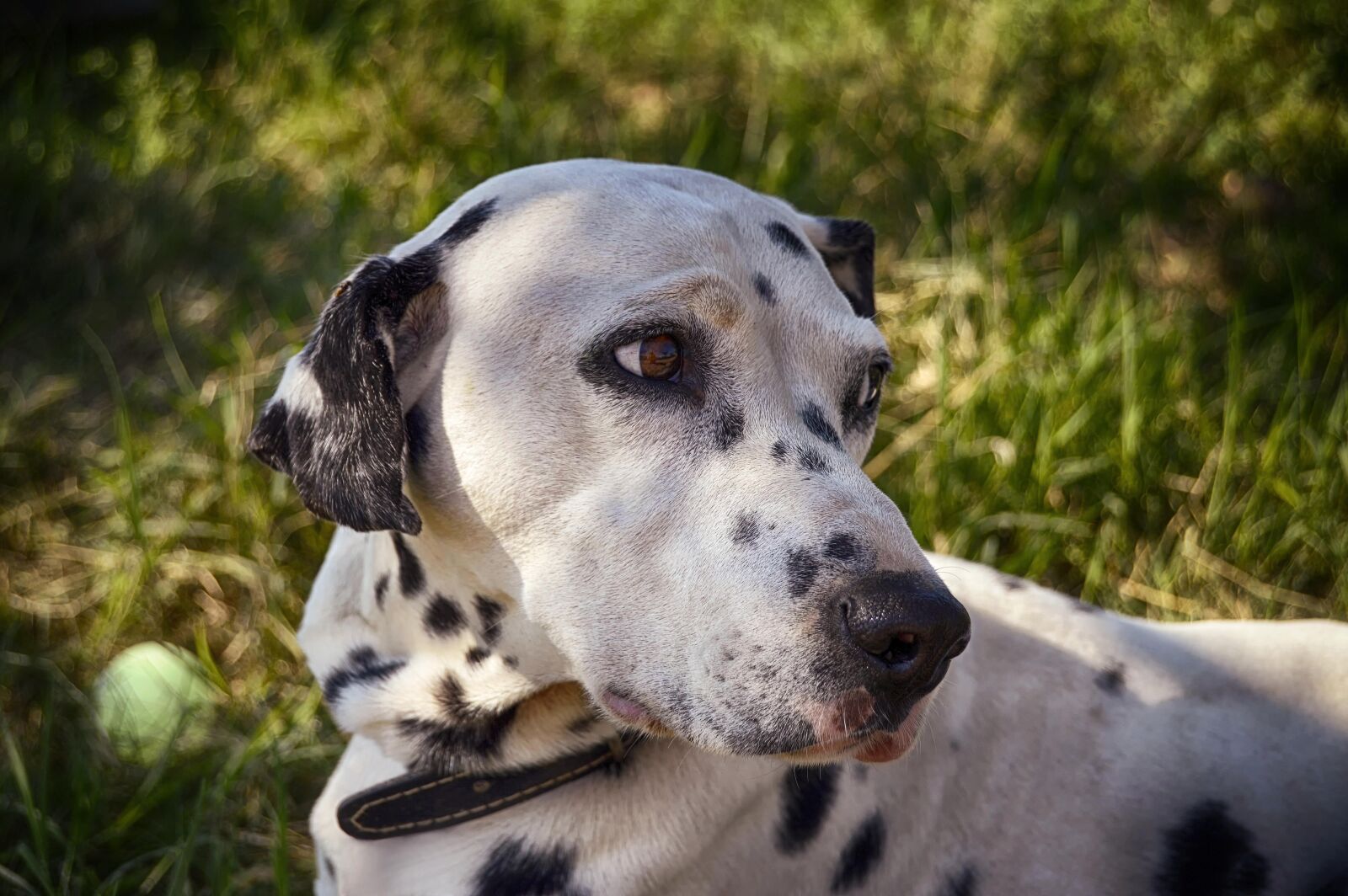 Nikon D3200 sample photo. Dalmatian, dog, cute photography