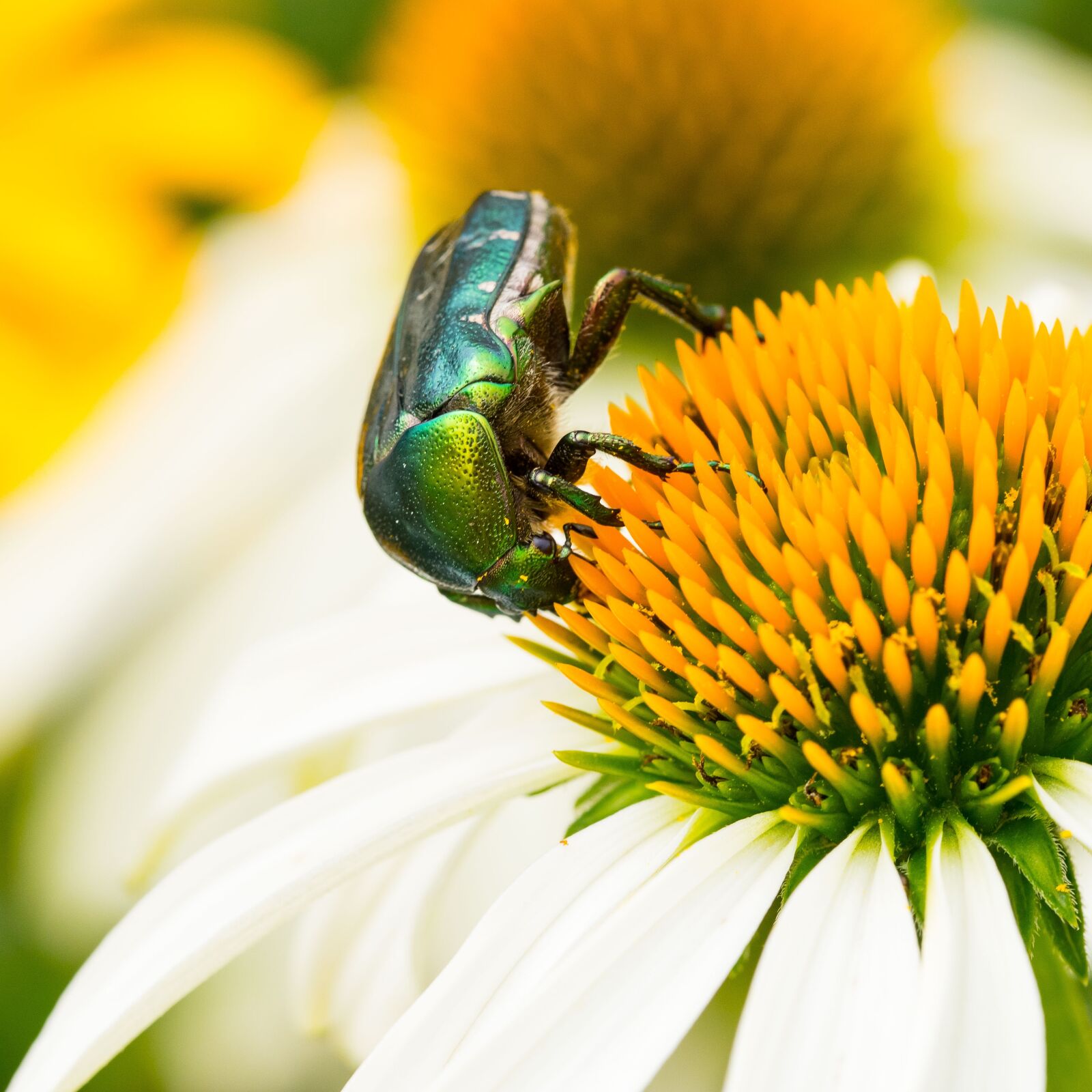 Olympus M.Zuiko Digital ED 60mm F2.8 Macro sample photo. Cetoine, flower, insects photography