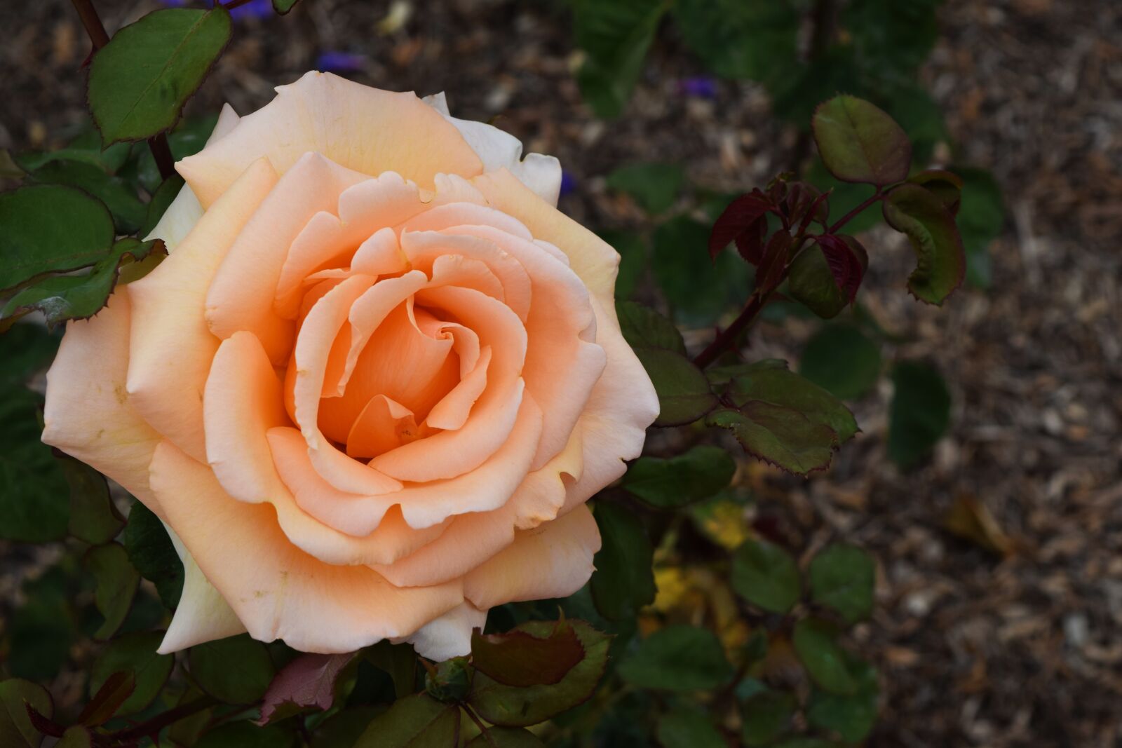 Nikon D3300 sample photo. Pastel, rose, flower photography