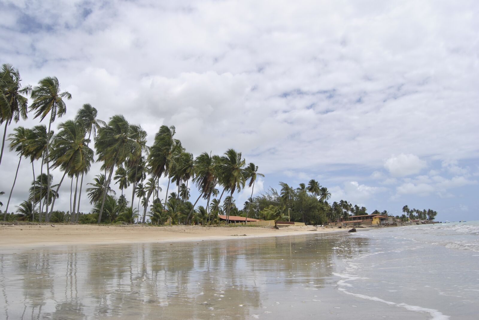 Nikon D3000 sample photo. Coconut tree, beach, coconut photography