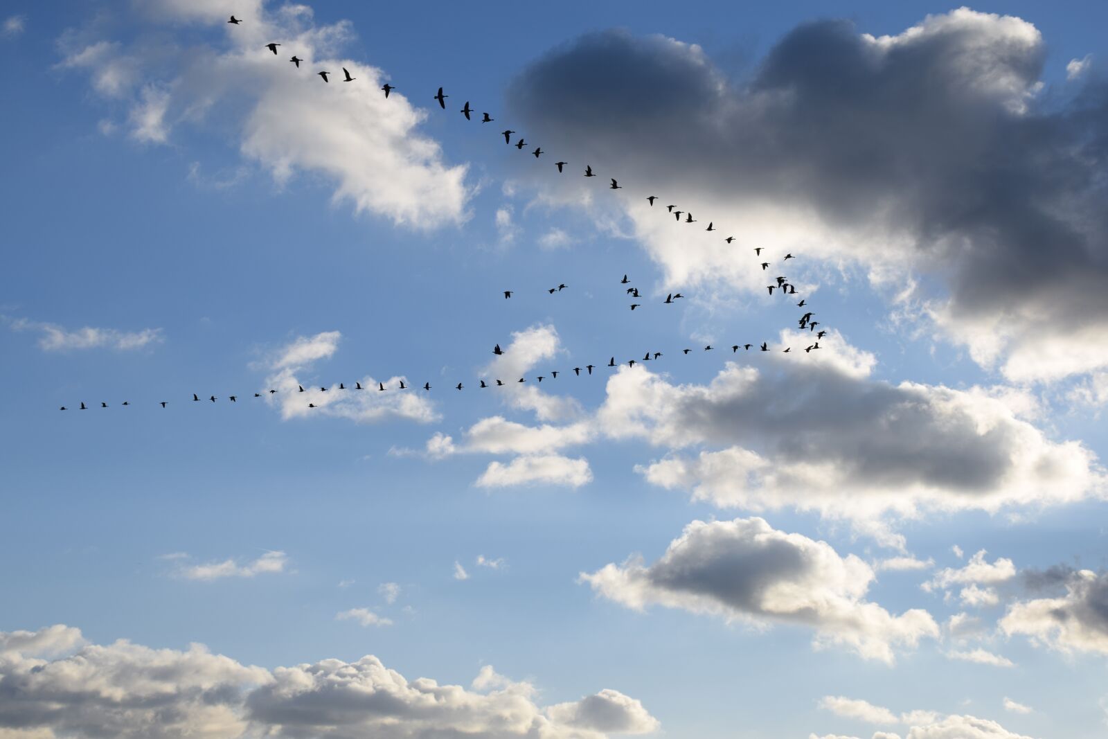 Nikon D5300 sample photo. Geese, goose, bird photography