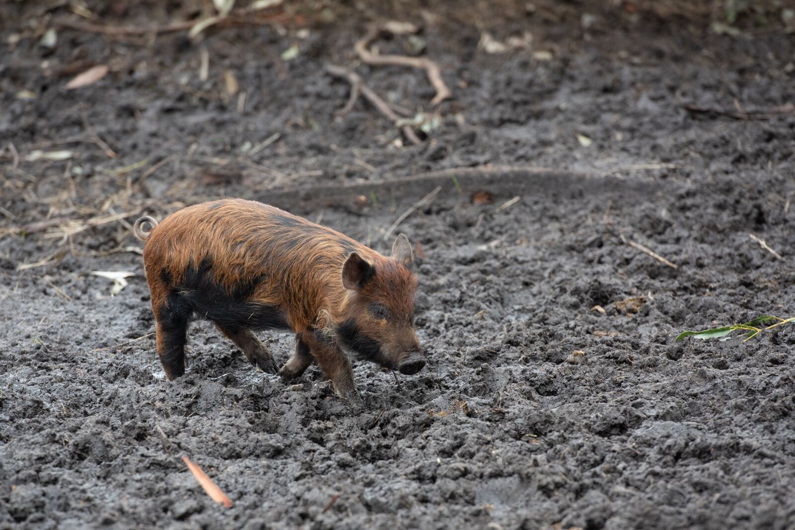 Nikon D750 sample photo. Piglet, baby, animal photography