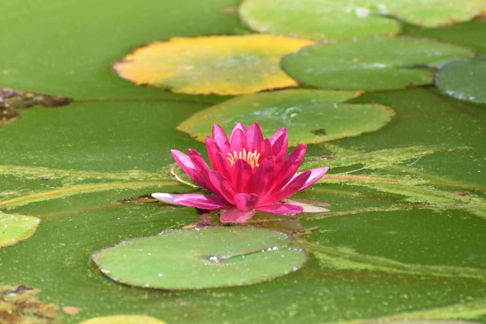 Nikon D3400 sample photo. Madeira, water lily, blossom photography