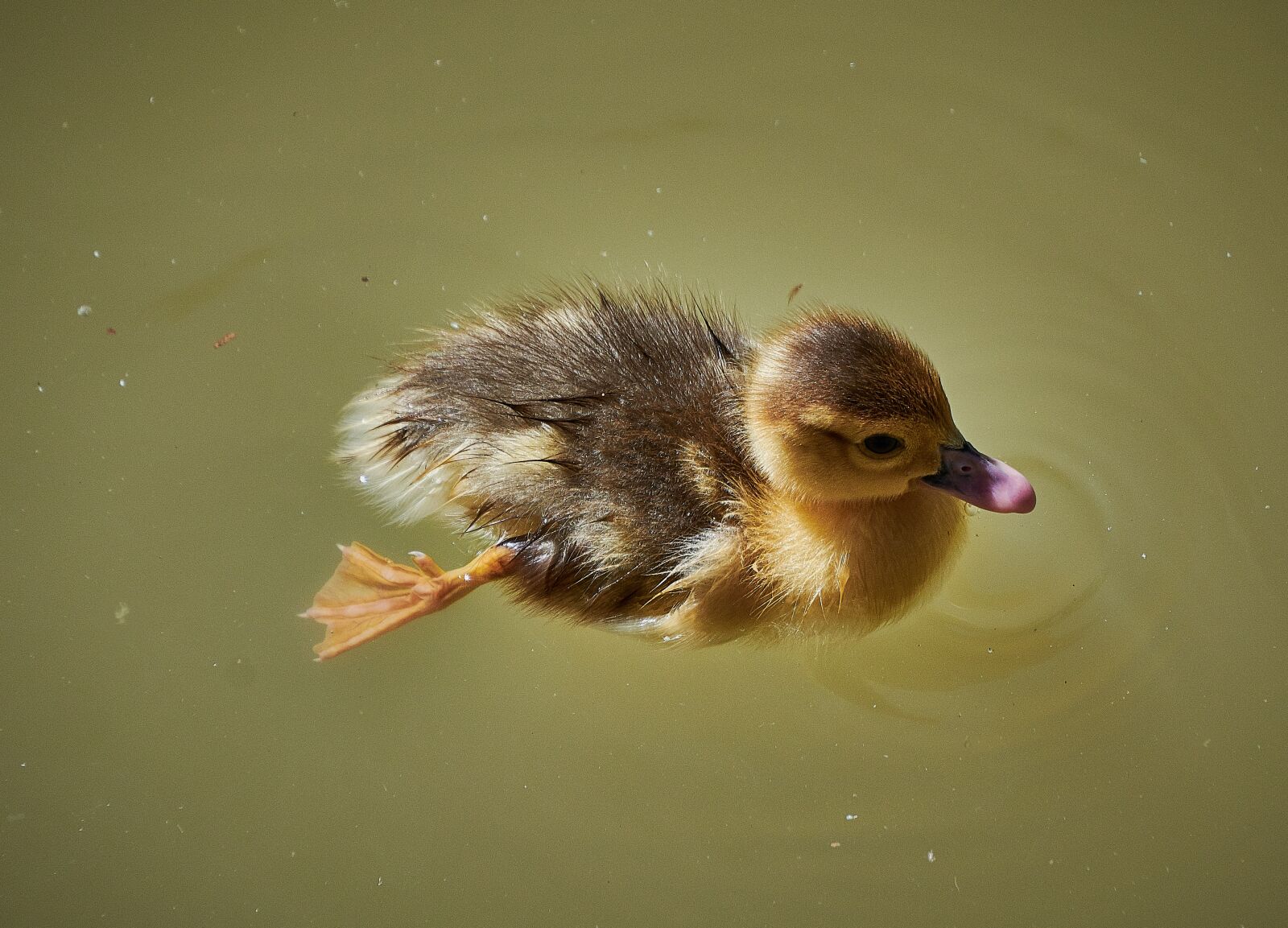 Nikon D7200 sample photo. Duck, small, cute photography