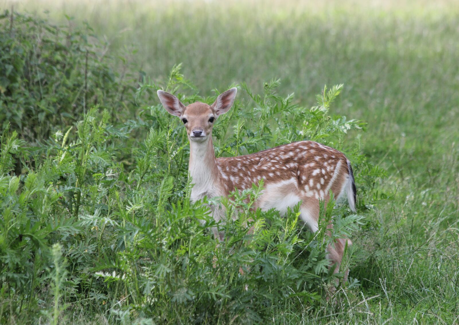 Canon EF 70-300mm F4-5.6 IS USM sample photo. Fallow deer, kitz, grass photography