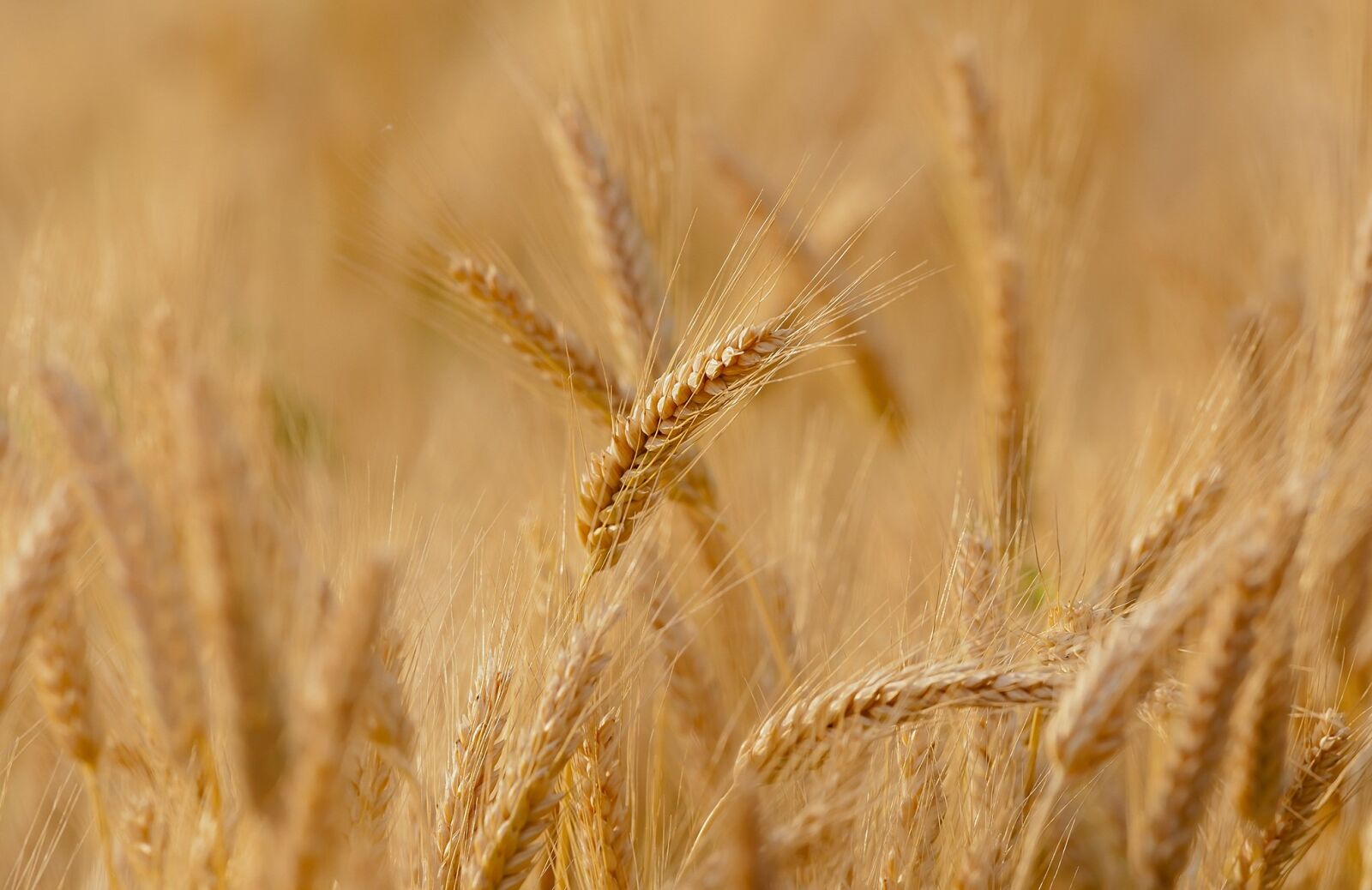 Canon EF-S 17-85mm F4-5.6 IS USM sample photo. Wheat, field, spring photography