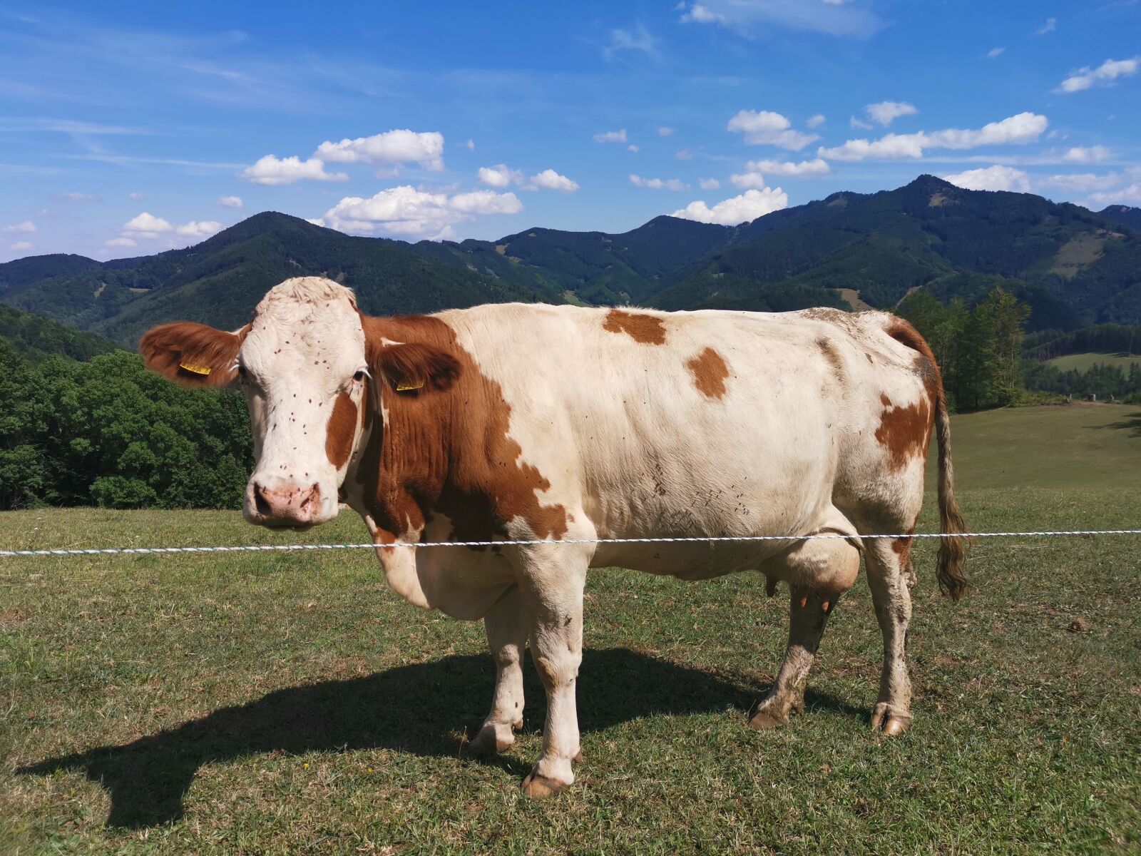 HUAWEI LYA-L29 sample photo. Cow, pasture, tyrol photography