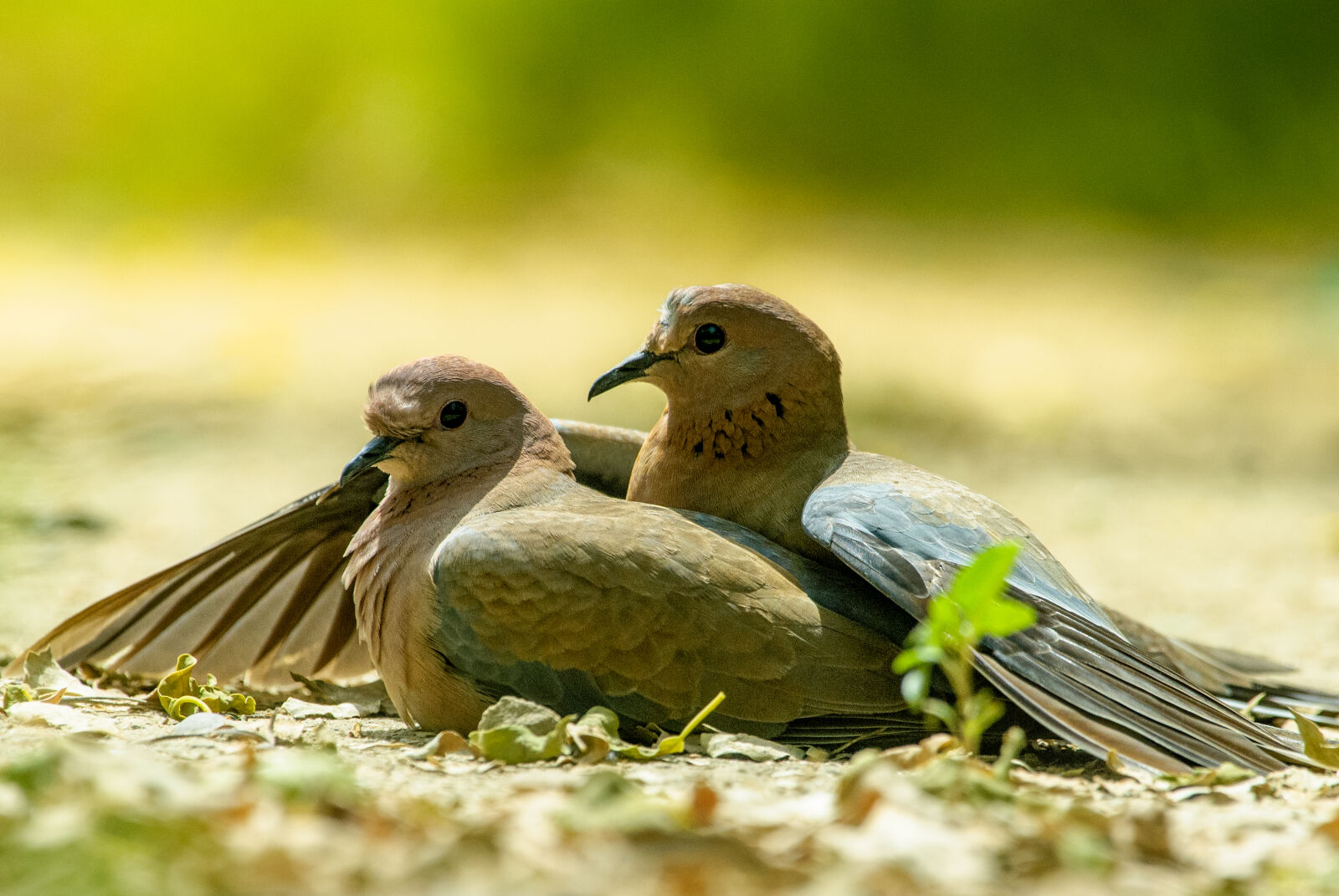 Nikon D200 sample photo. Pair of laughing doves photography