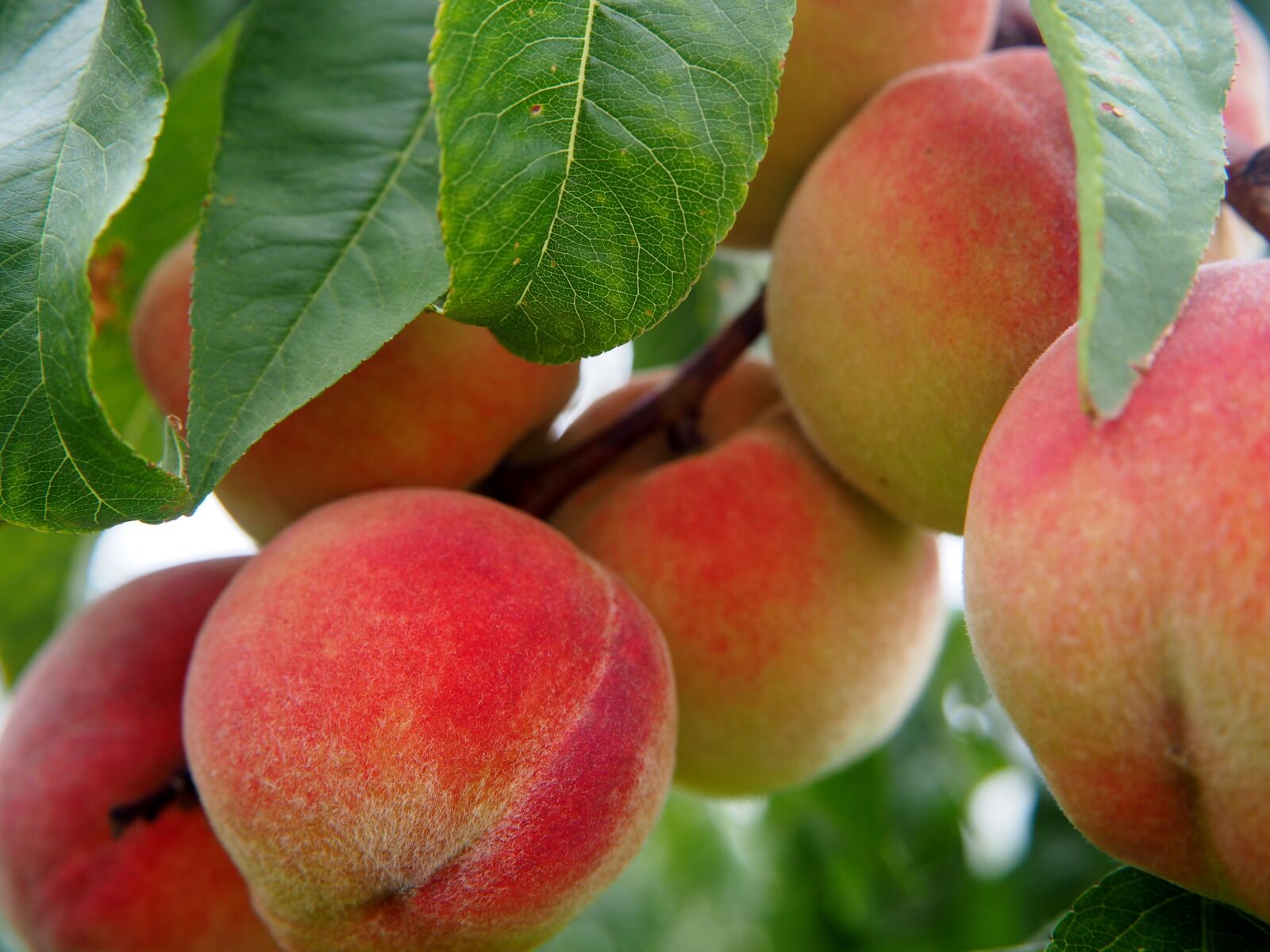Olympus OM-D E-M10 sample photo. Peach, fruit, fruits photography