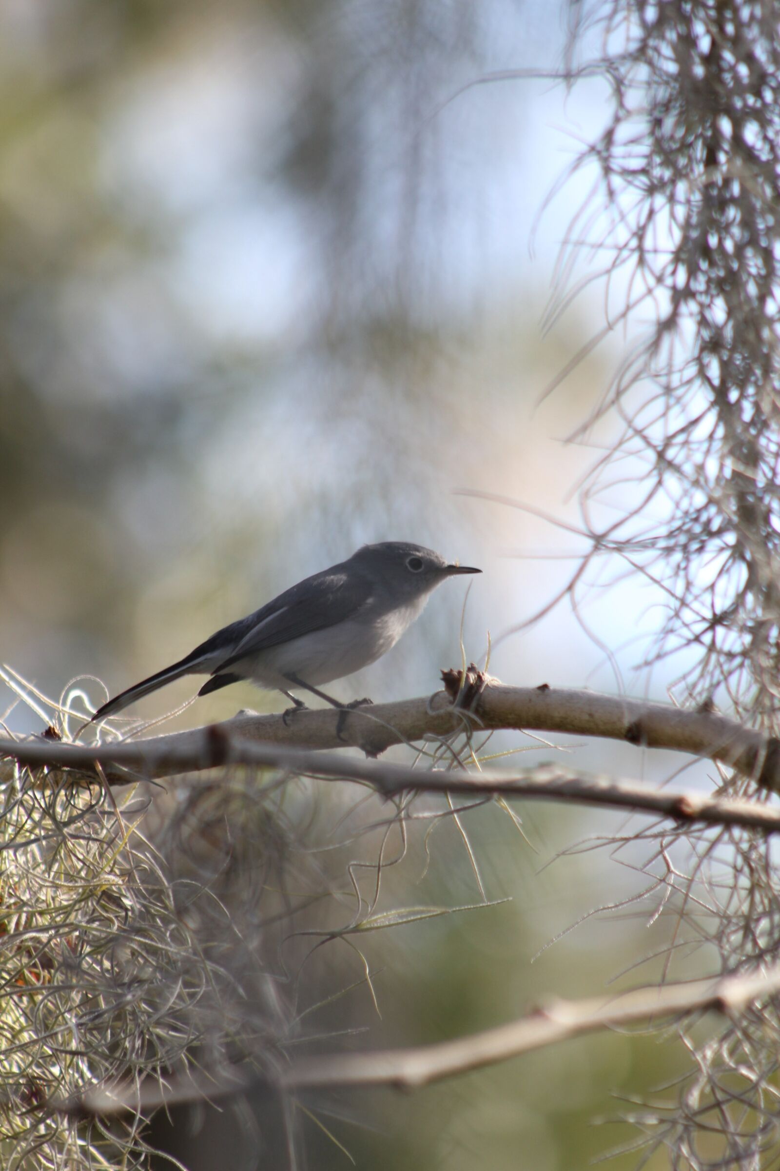 Canon EOS 550D (EOS Rebel T2i / EOS Kiss X4) sample photo. Bird, nature, wildlife photography