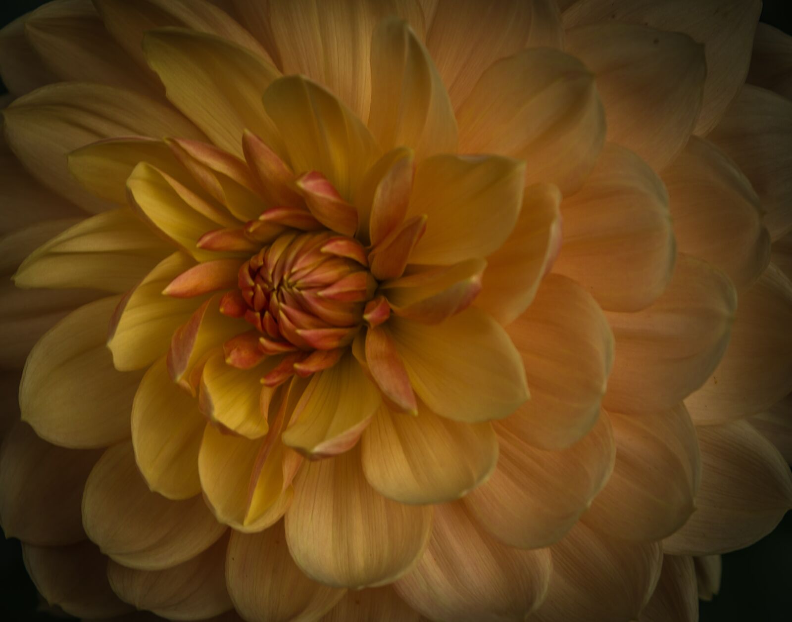 Pentax K-1 Mark II sample photo. Dahlia, blossom, bloom photography