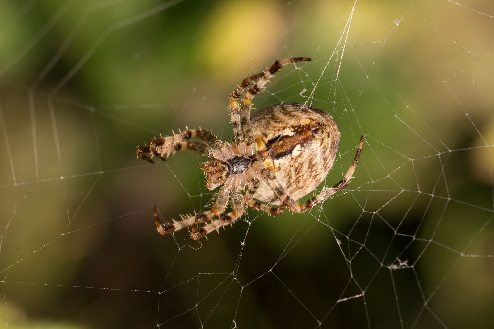 Canon EF 100mm F2.8L Macro IS USM sample photo. Araneus, spider, web photography