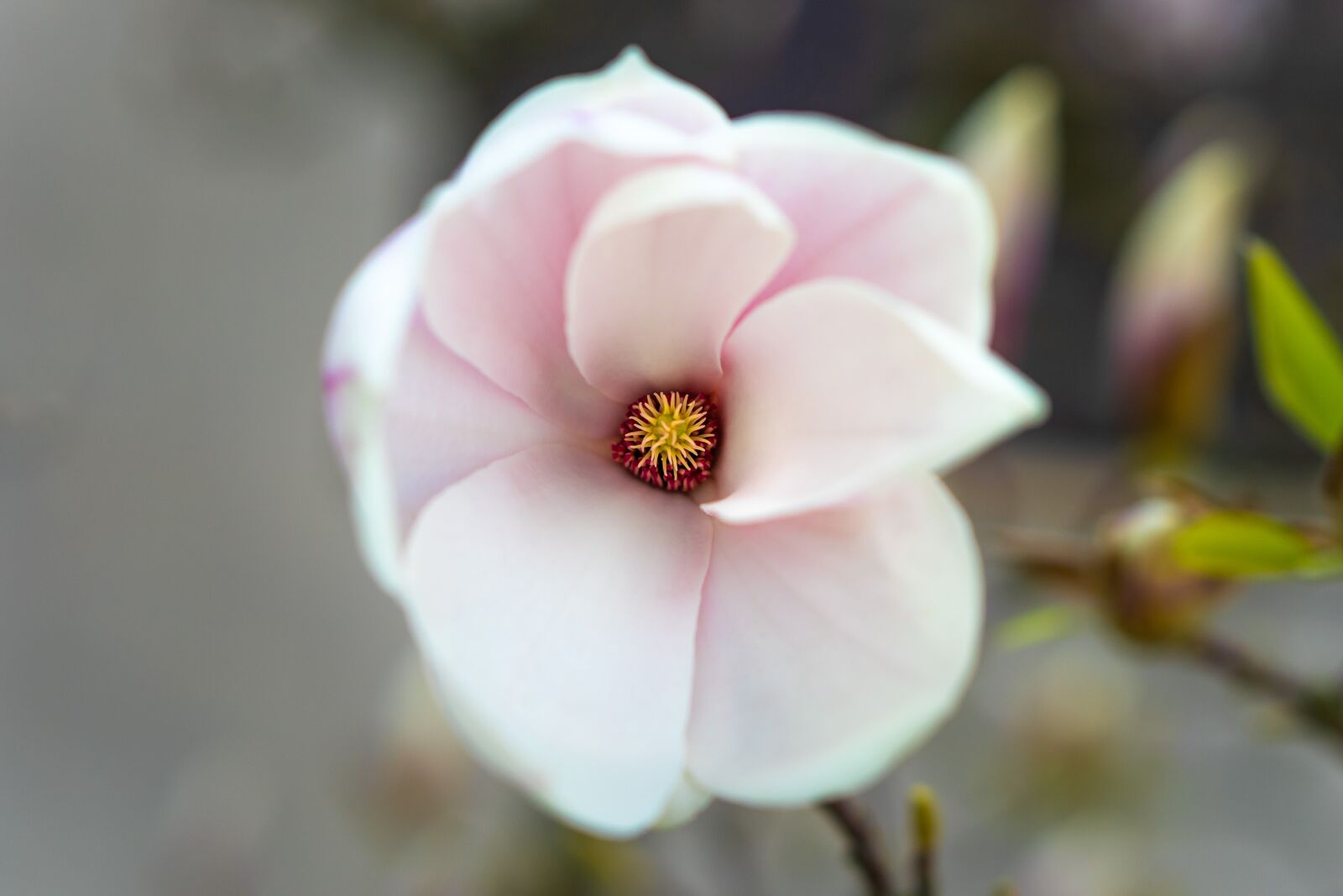 Sony a7 II + E 50mm F1.8 OSS sample photo. Magnolia, flower, spring photography