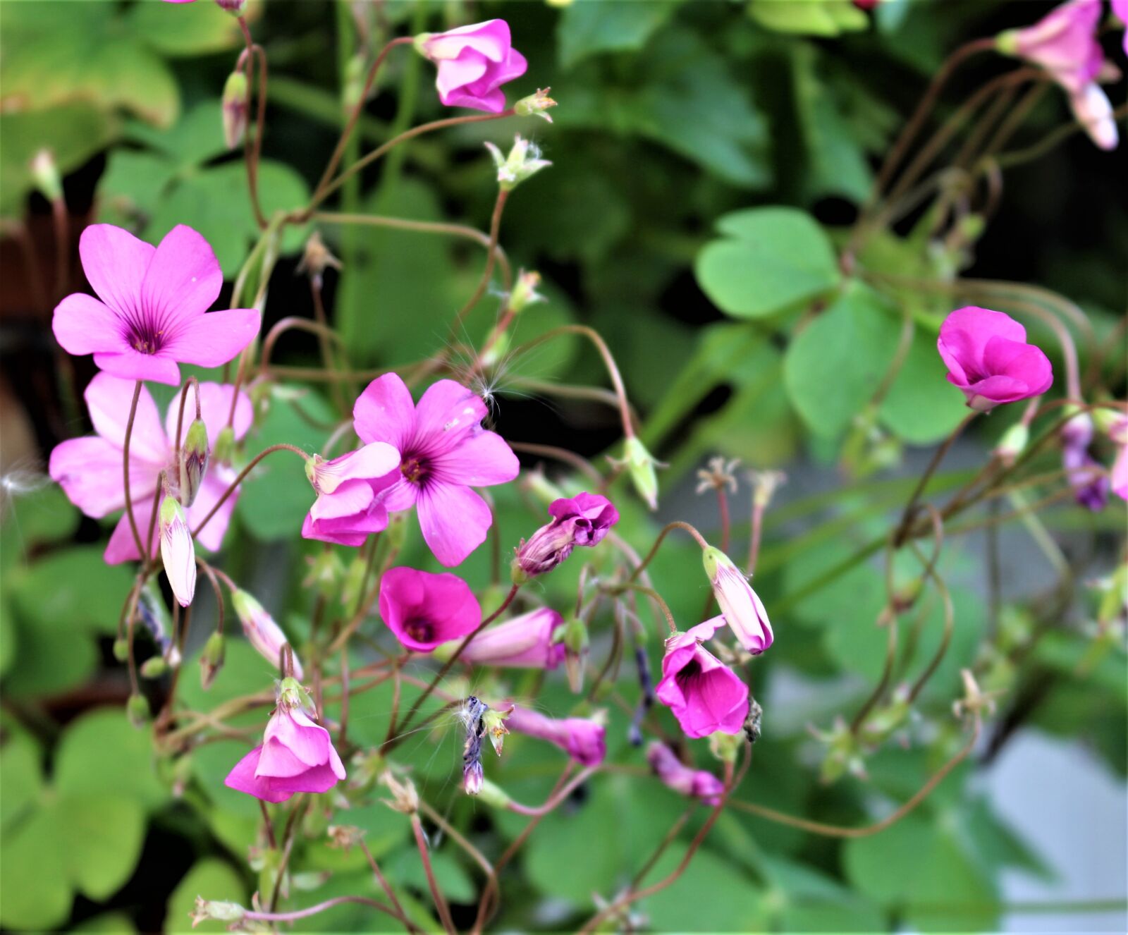 Canon EOS 700D (EOS Rebel T5i / EOS Kiss X7i) sample photo. Lyckoklöver, clover, flower photography