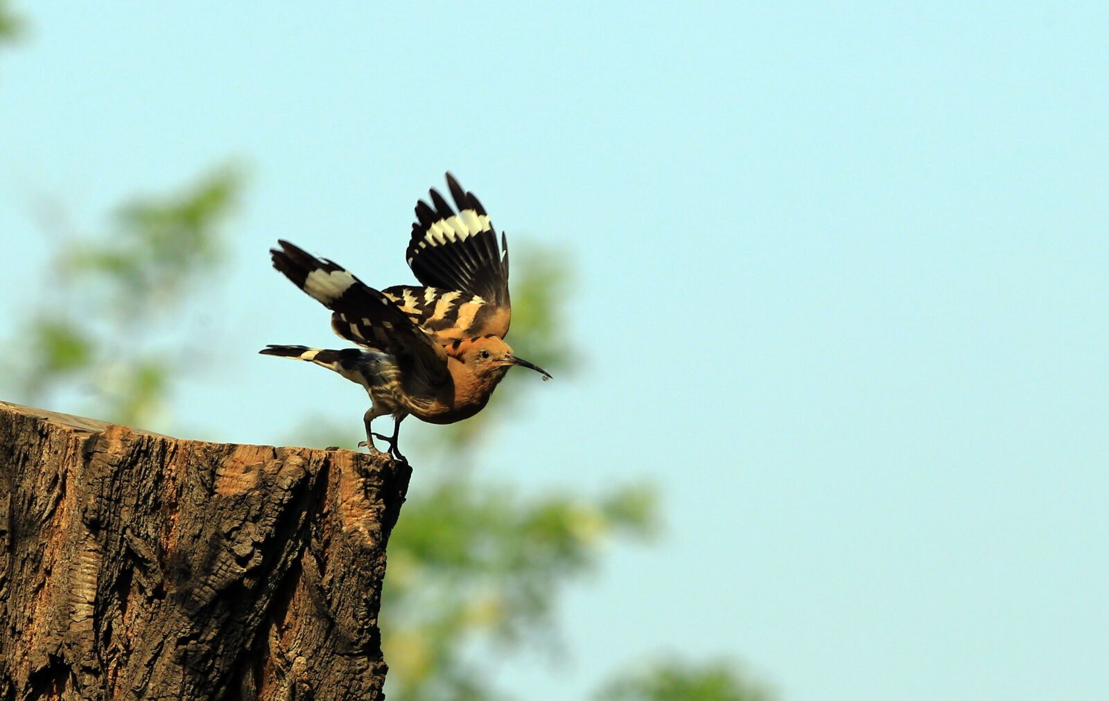 Canon EF 300mm F2.8L IS II USM sample photo. Beijing, hoopoe, birds photography