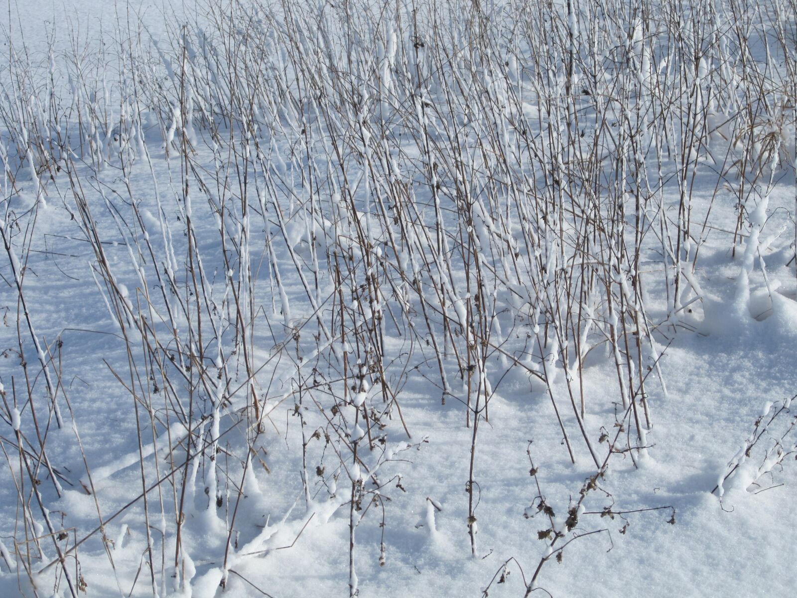 Canon PowerShot SD780 IS (Digital IXUS 100 IS / IXY Digital 210 IS) sample photo. Winter, snow, grass photography