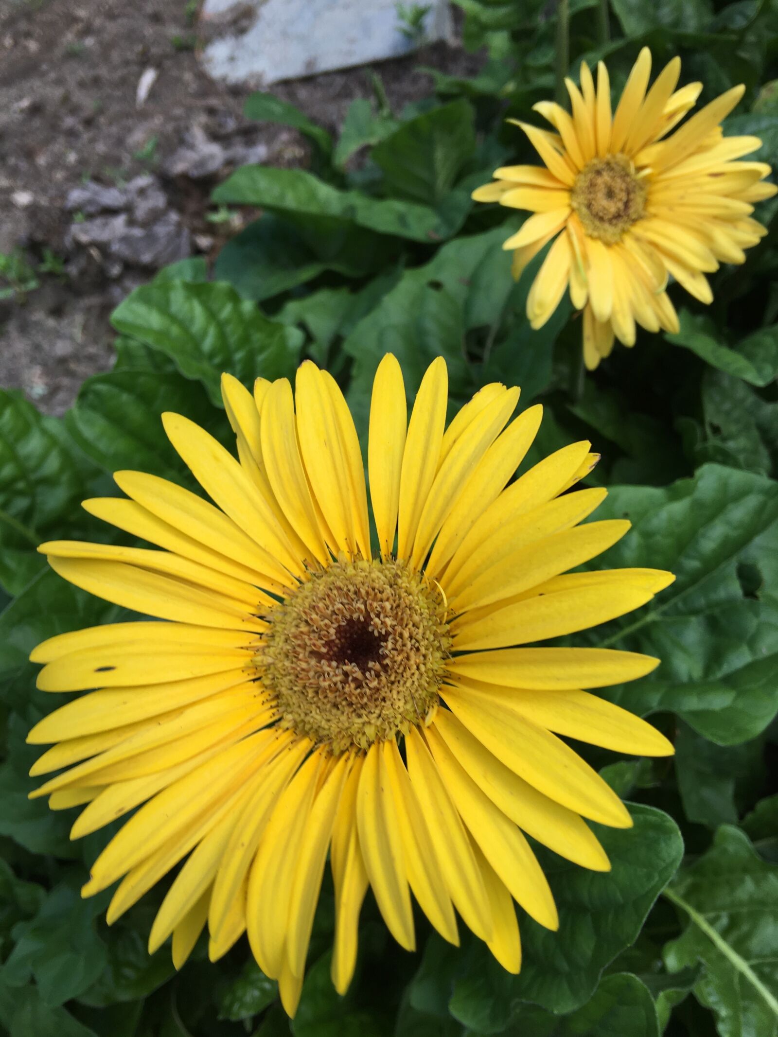 iPhone 6s Plus back camera 4.15mm f/2.2 sample photo. Daisy, yellow, flowers photography