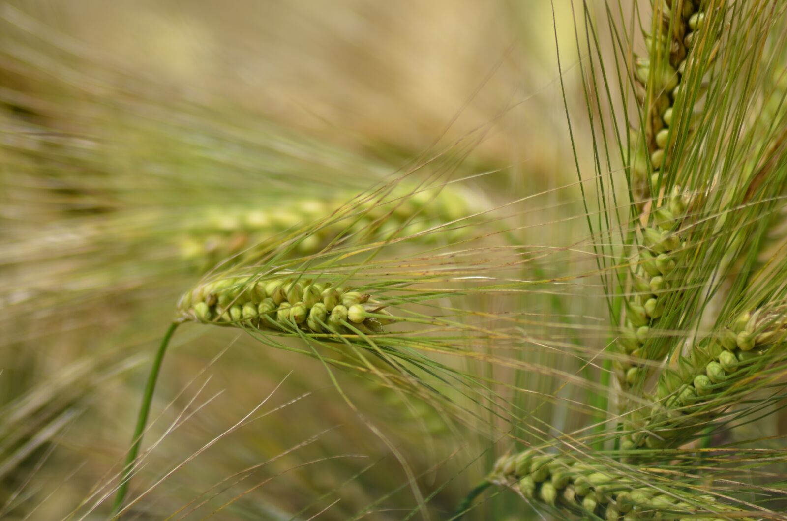 Nikon D5100 sample photo. Barley, cereal, agriculture photography
