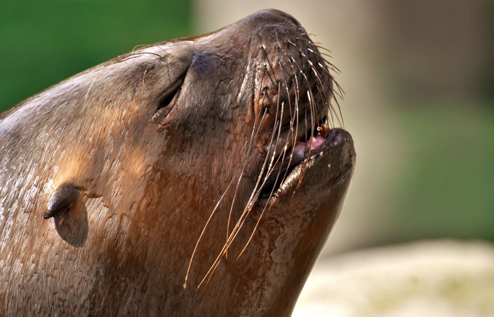 Nikon D7200 sample photo. Seal, sea lion, sleep photography
