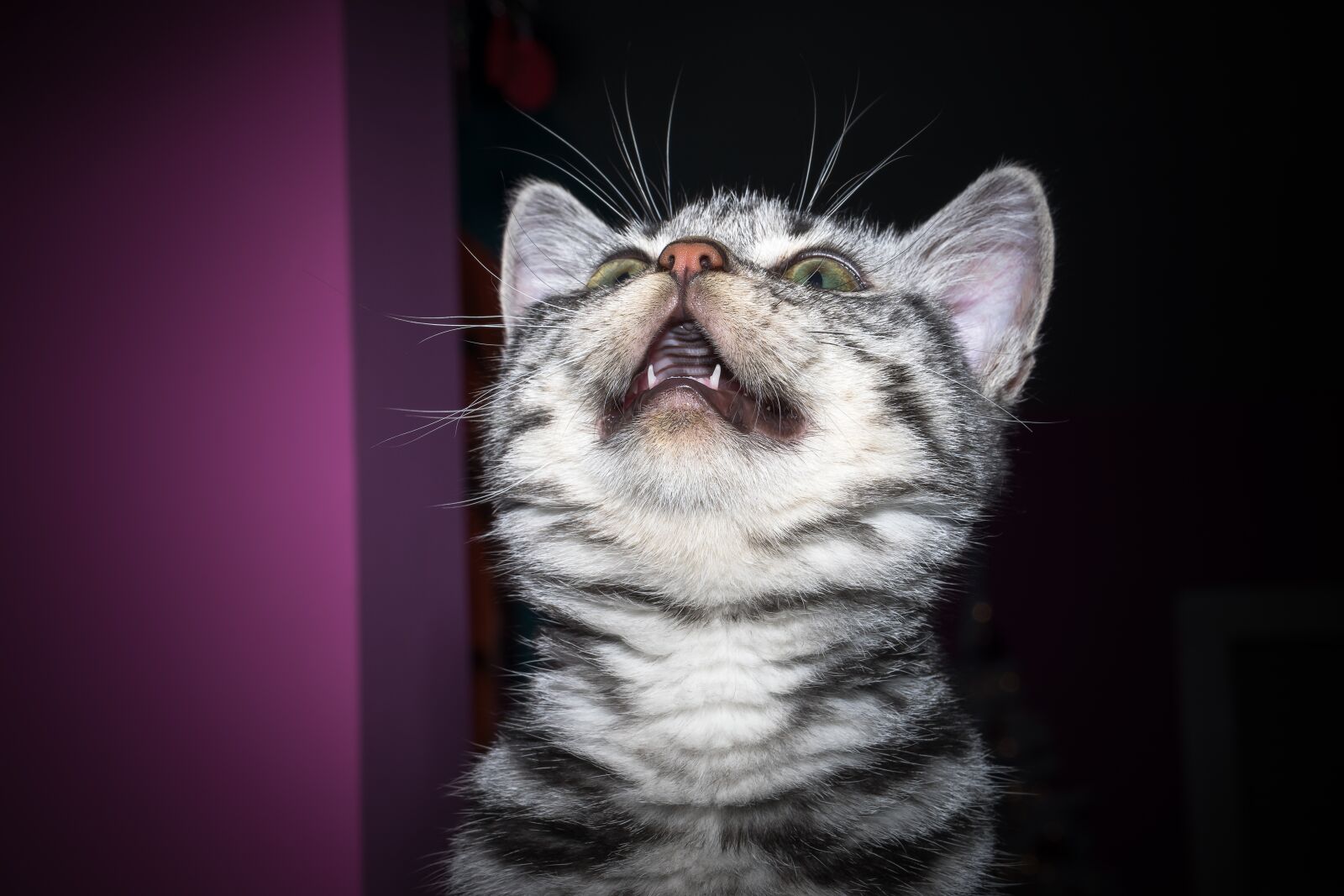 Nikon D5300 sample photo. Kitten, milk teeth, cat photography