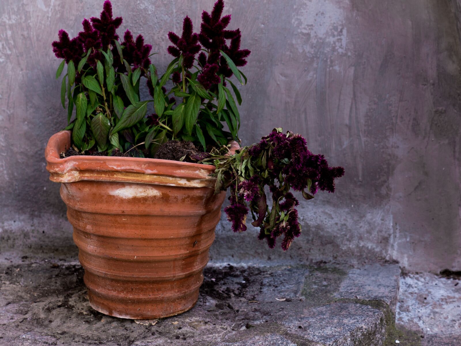 Panasonic Lumix DMC-GH3 + Panasonic Lumix G X Vario 12-35mm F2.8 ASPH Power OIS sample photo. Flowerpot, plant, flowers photography