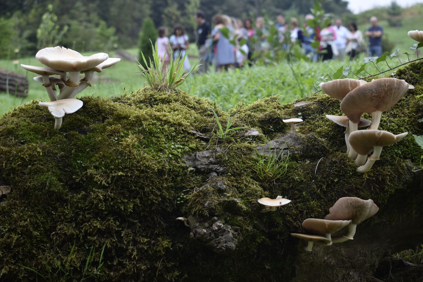 Nikon D3300 sample photo. Mushrooms, landscape, nature photography
